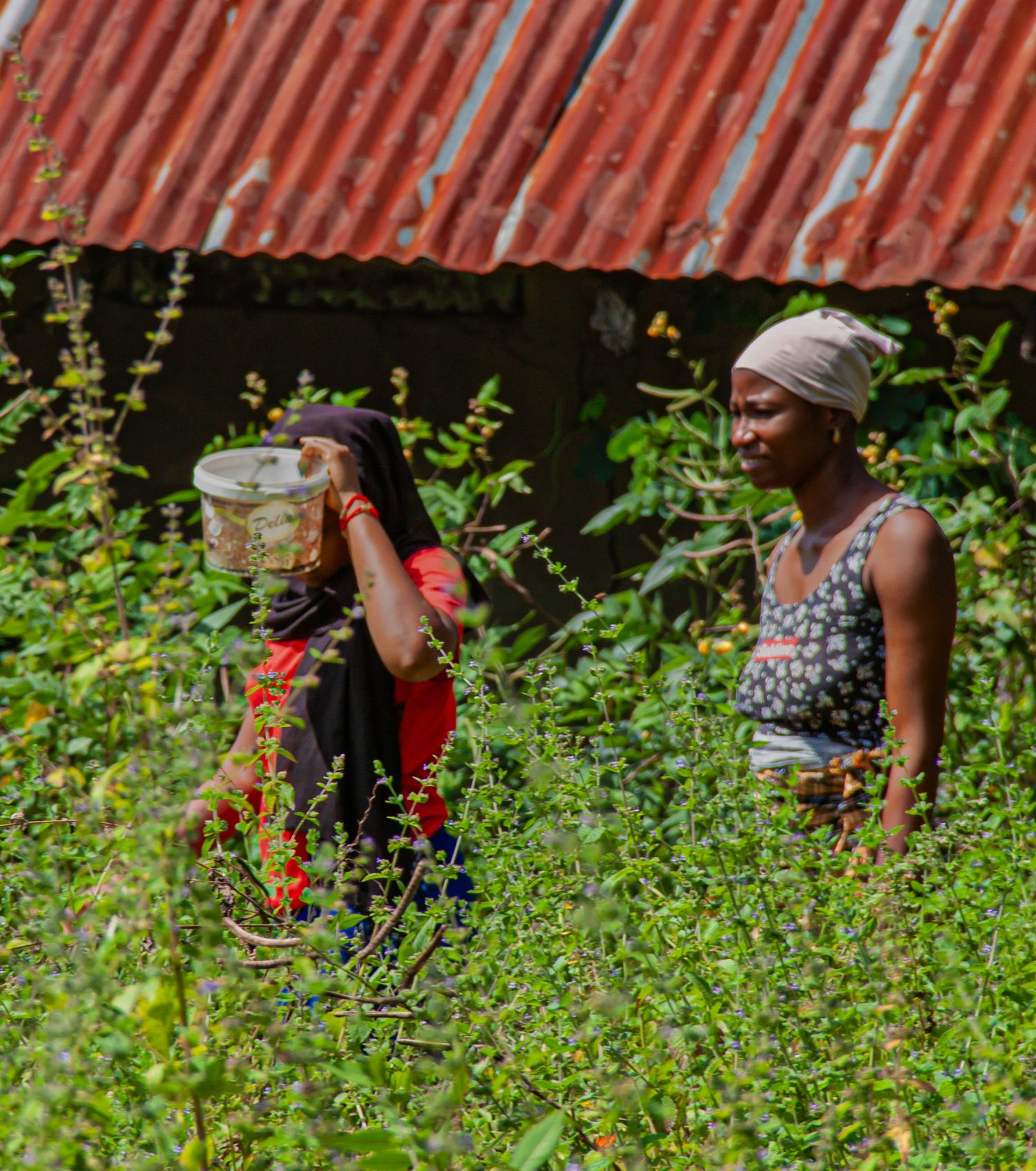 Two African women working among lush green plants near a corrugated metal roof building.