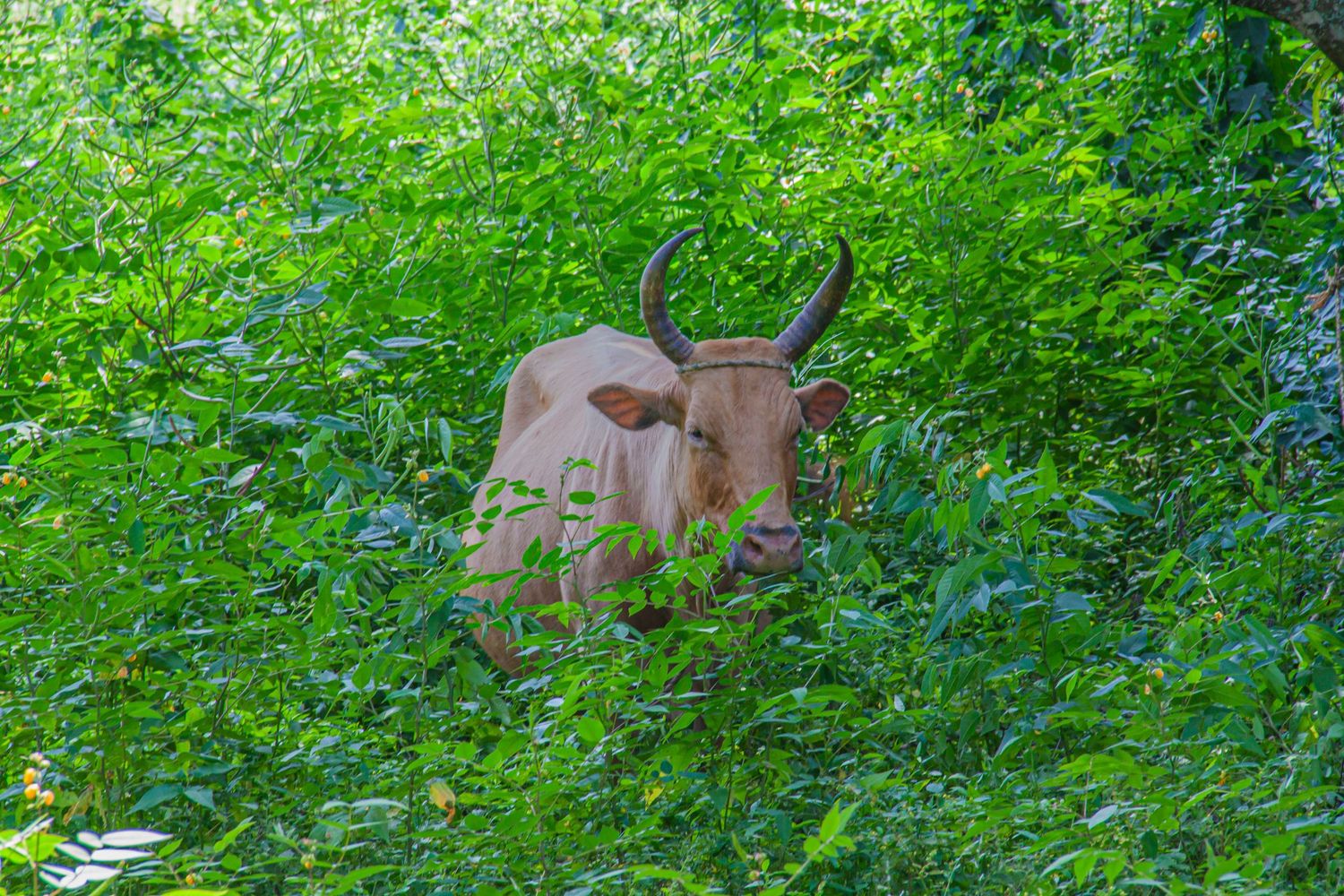 A brown horned cow partially hidden among dense green tropical vegetation.