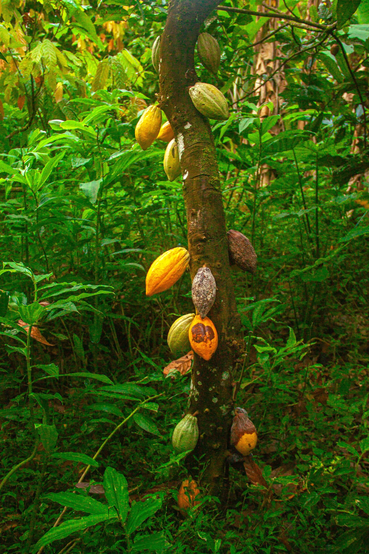 Le cacao pousse, se transmet, se récolte. Il fait la fierté du Cameroun sur le marché mondial, parmi les meilleures qualités, à prix élevé.