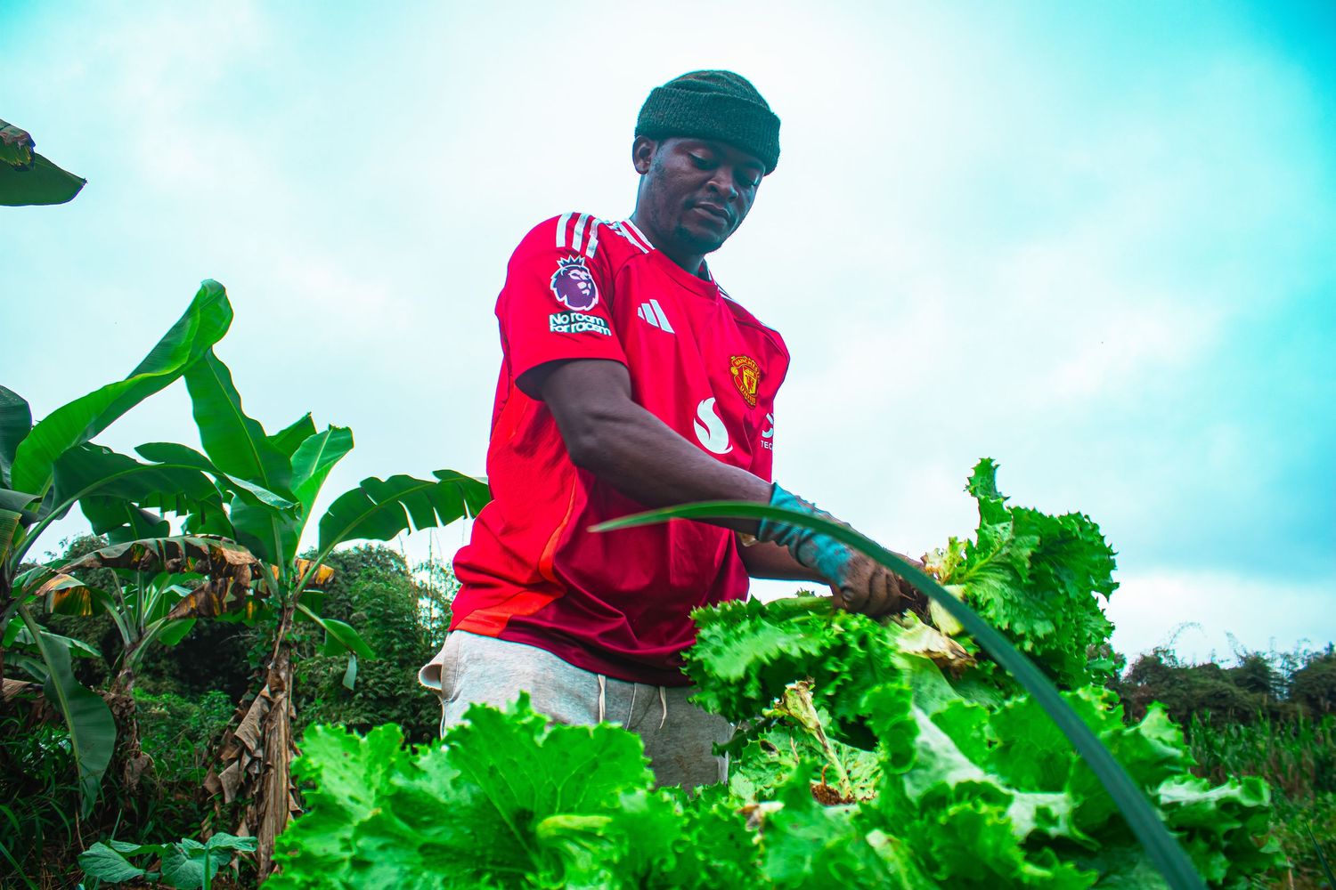 Man in red Manchester United jersey watering green vegetable garden with hose.
