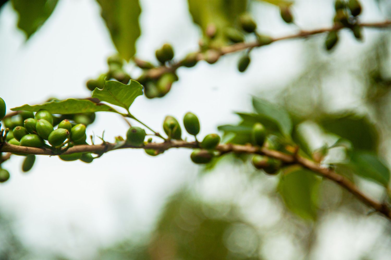 Branch of unripe green coffee cherries growing on a tree with blurred natural background.