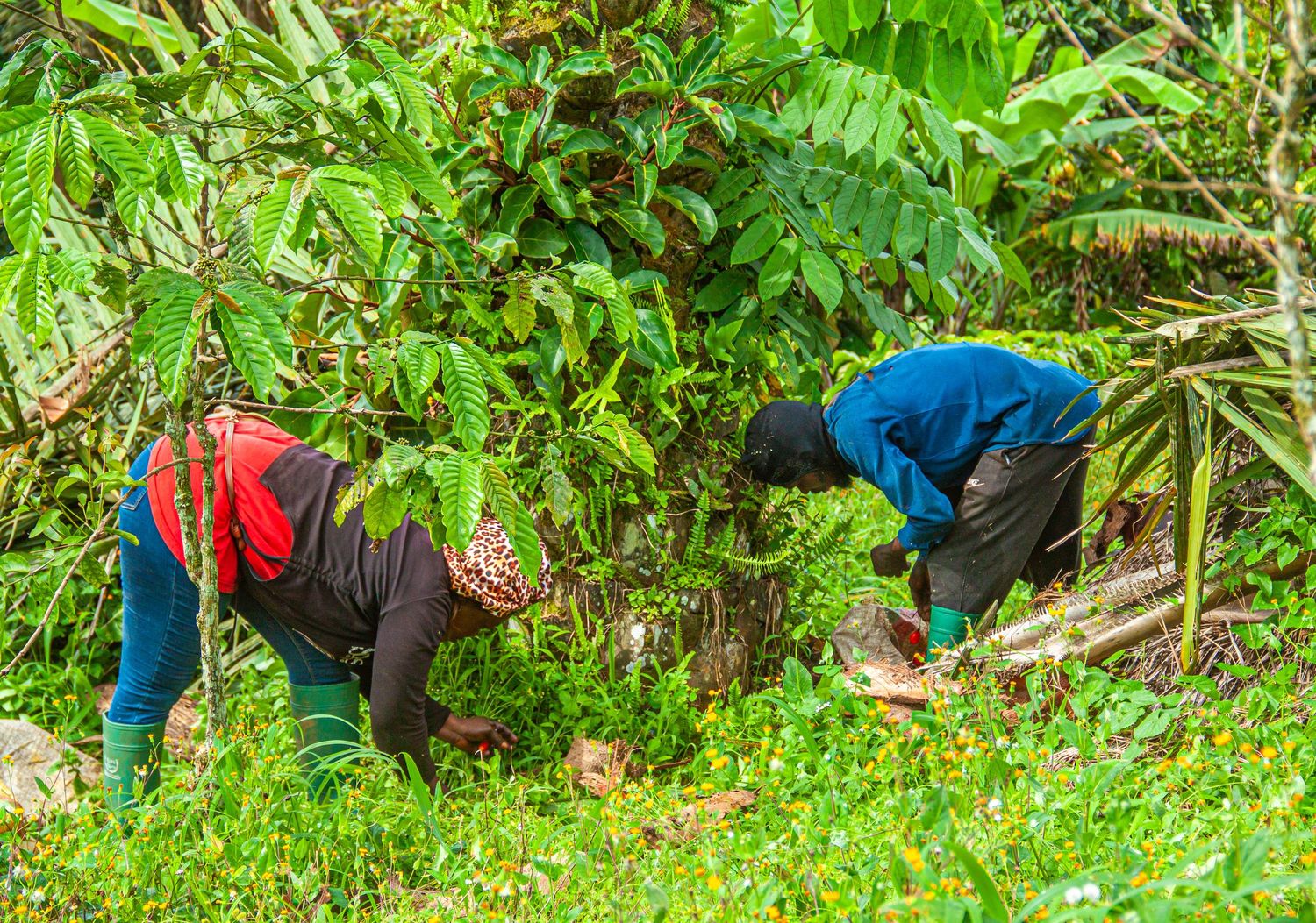 Two farmers working in lush green coffee plantation fields bending to tend crops.