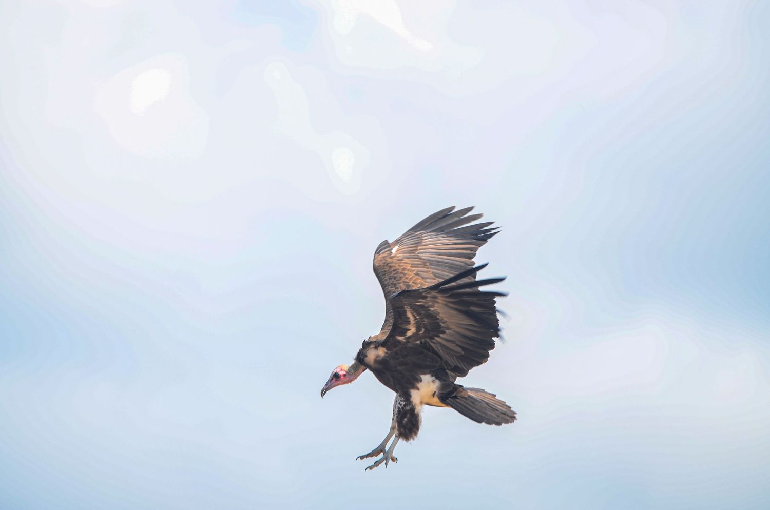 Dark vulture with red head soaring through a pale blue sky with wings fully spread.