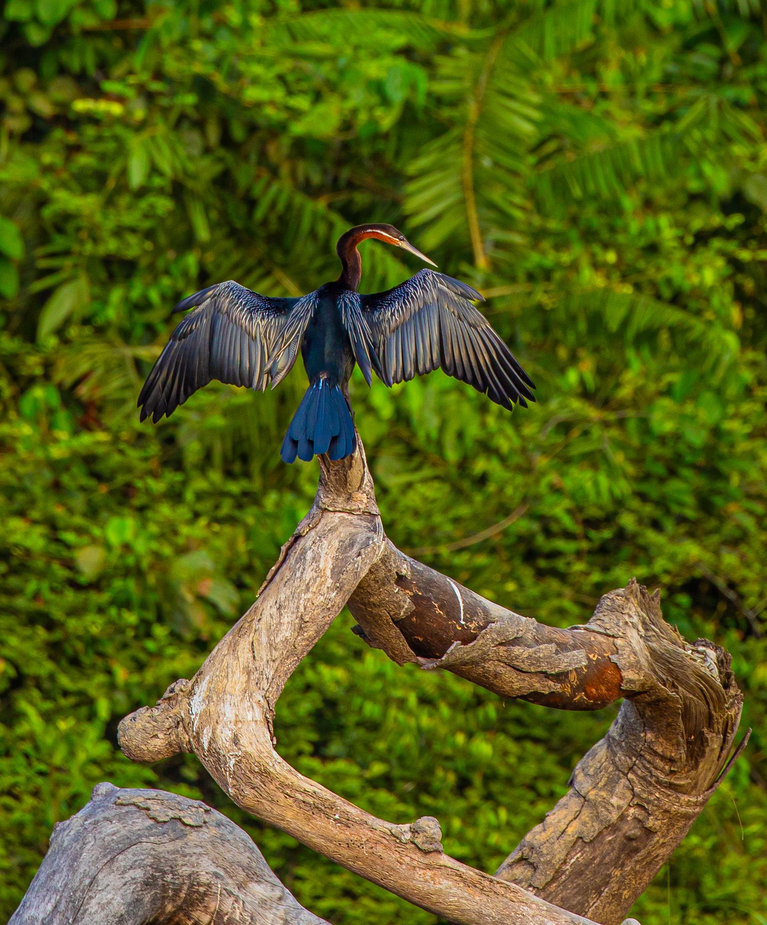 An Anhinga bird spreading its wings wide on a weathered log against lush green jungle.