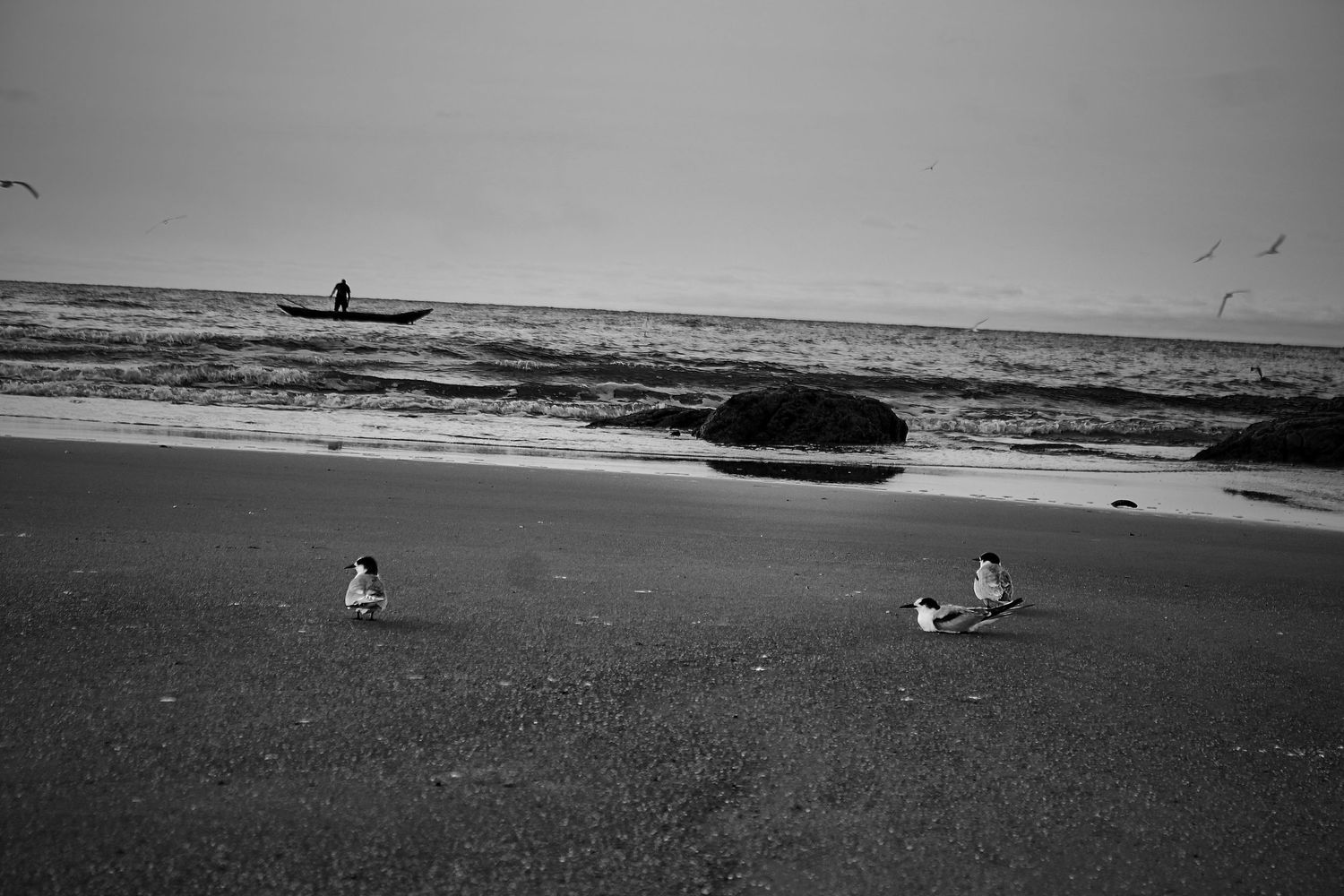 Black and white beach scene with seagulls resting on sand and a fisherman in a boat offshore.