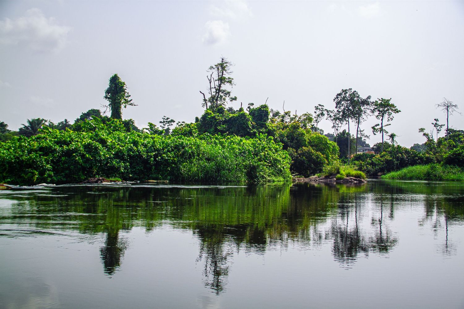 Serene tropical river reflecting lush green jungle vegetation along its peaceful calm banks.