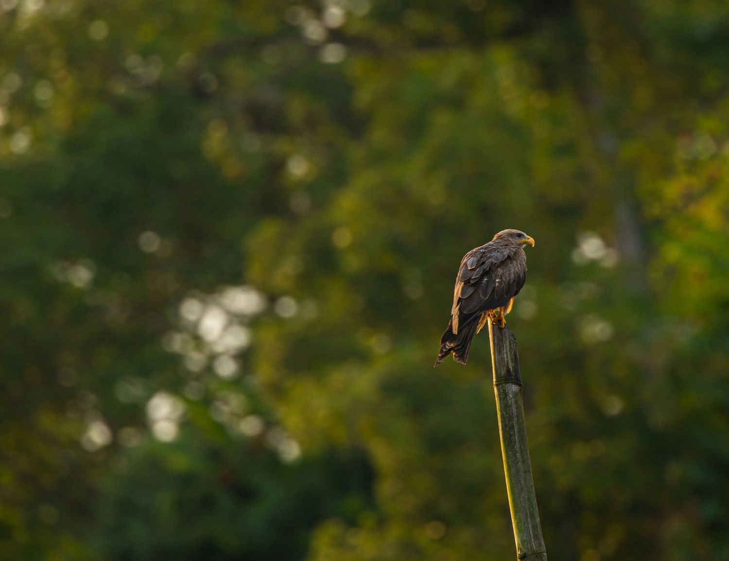 A hawk perched on a green post at dusk with blurred autumn forest in background.