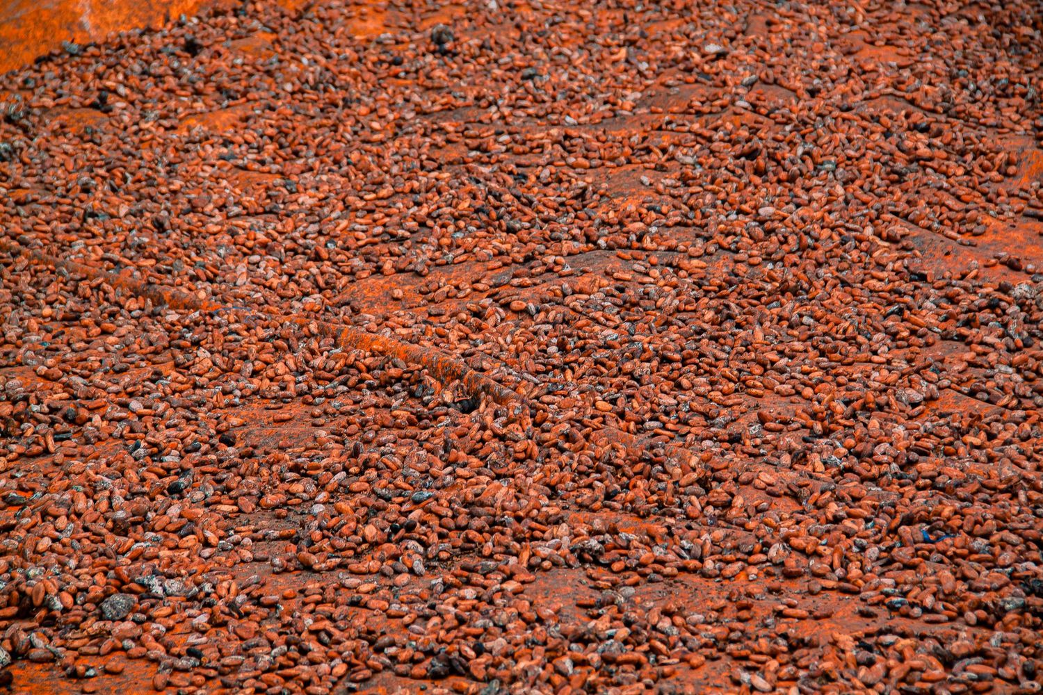 Aerial view of a large pile of dried red kola nuts spread out for drying in West Africa.