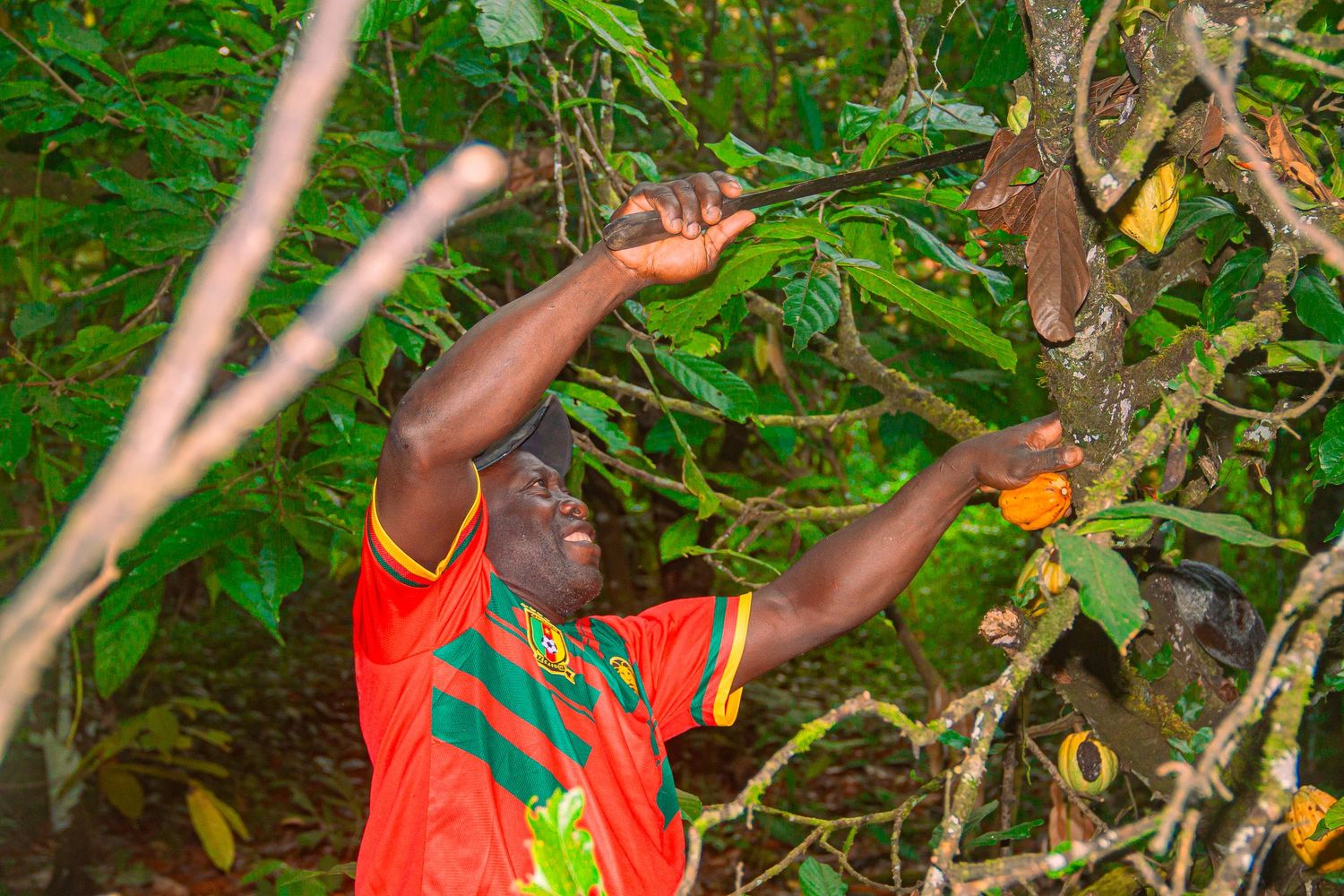 A man in a red jersey reaches up to harvest cacao pods from a tree in a tropical forest.