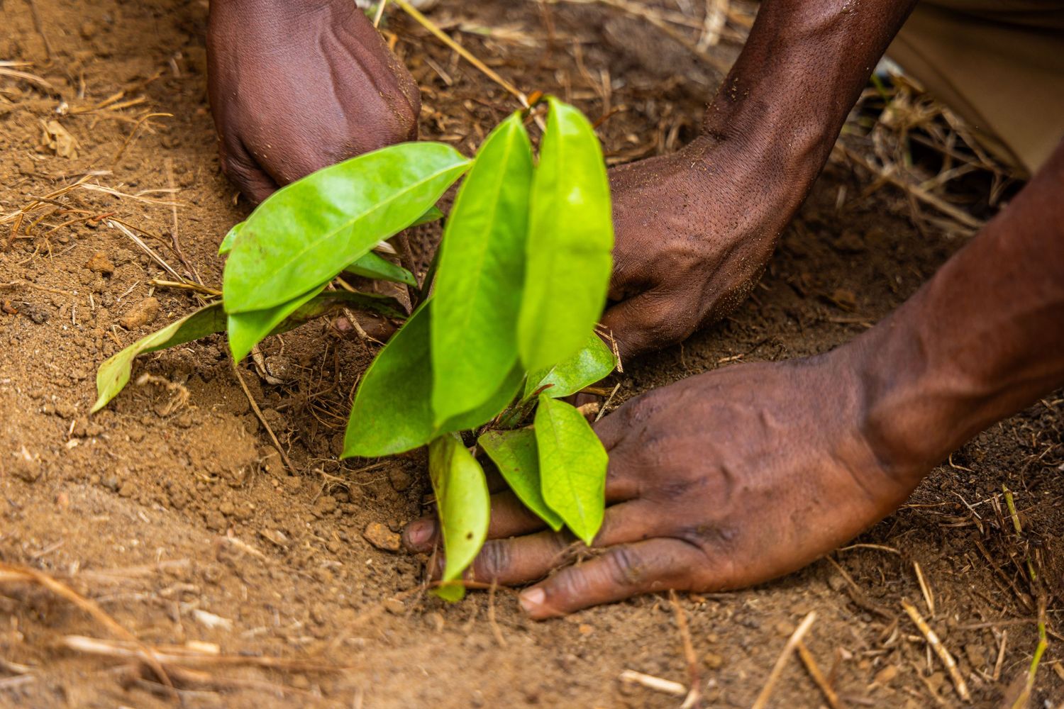 African hands planting a green seedling into dry brown soil outdoors.