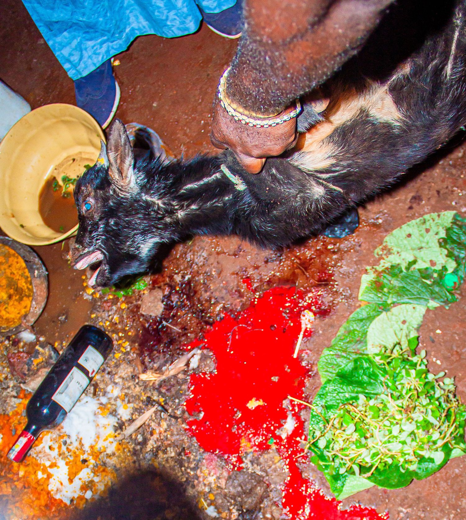 Ritual sacrifice of a black goat with red powder and green leaves in African traditional ceremony.