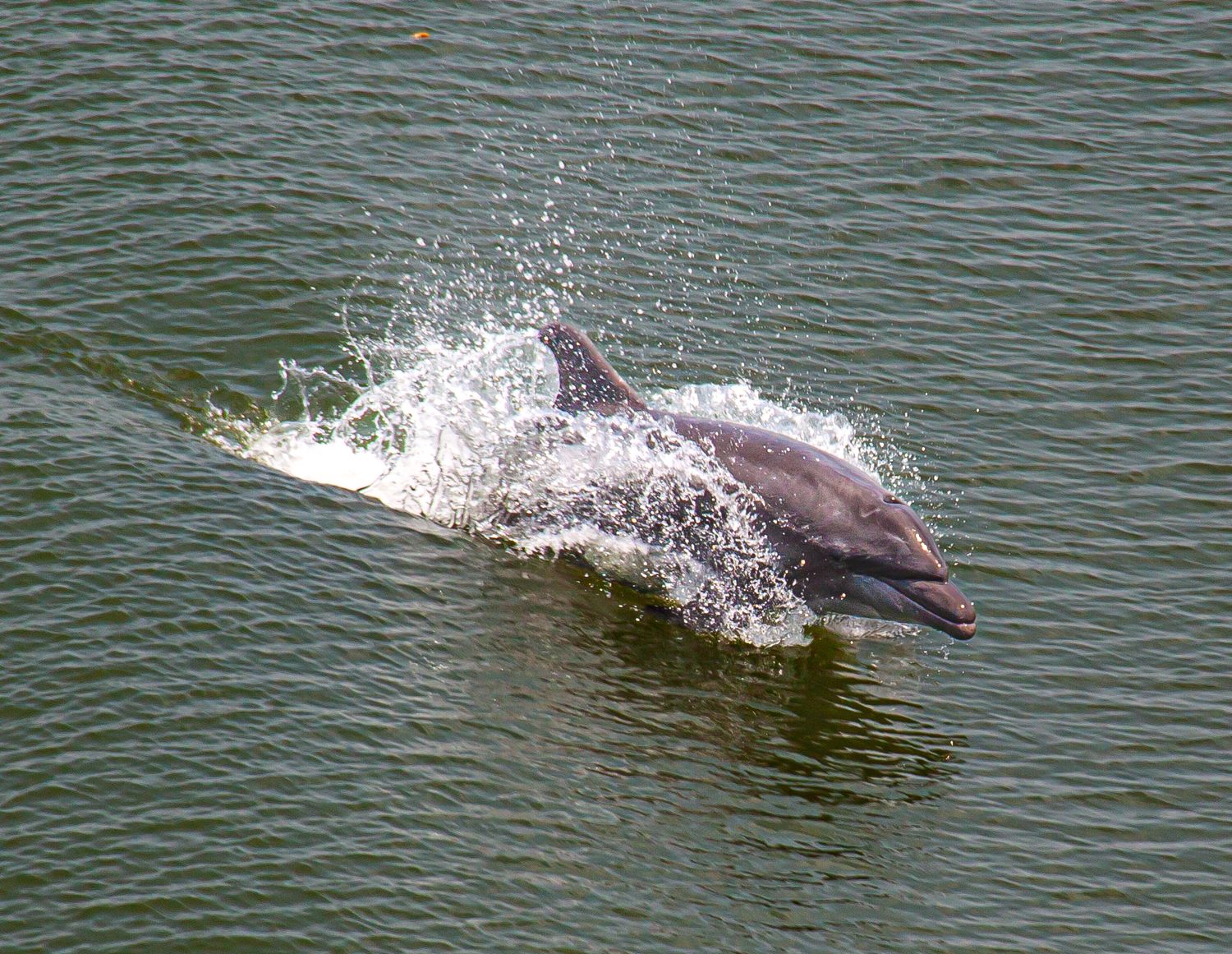 A dolphin leaping and splashing through calm green ocean waters in a dynamic wildlife moment.