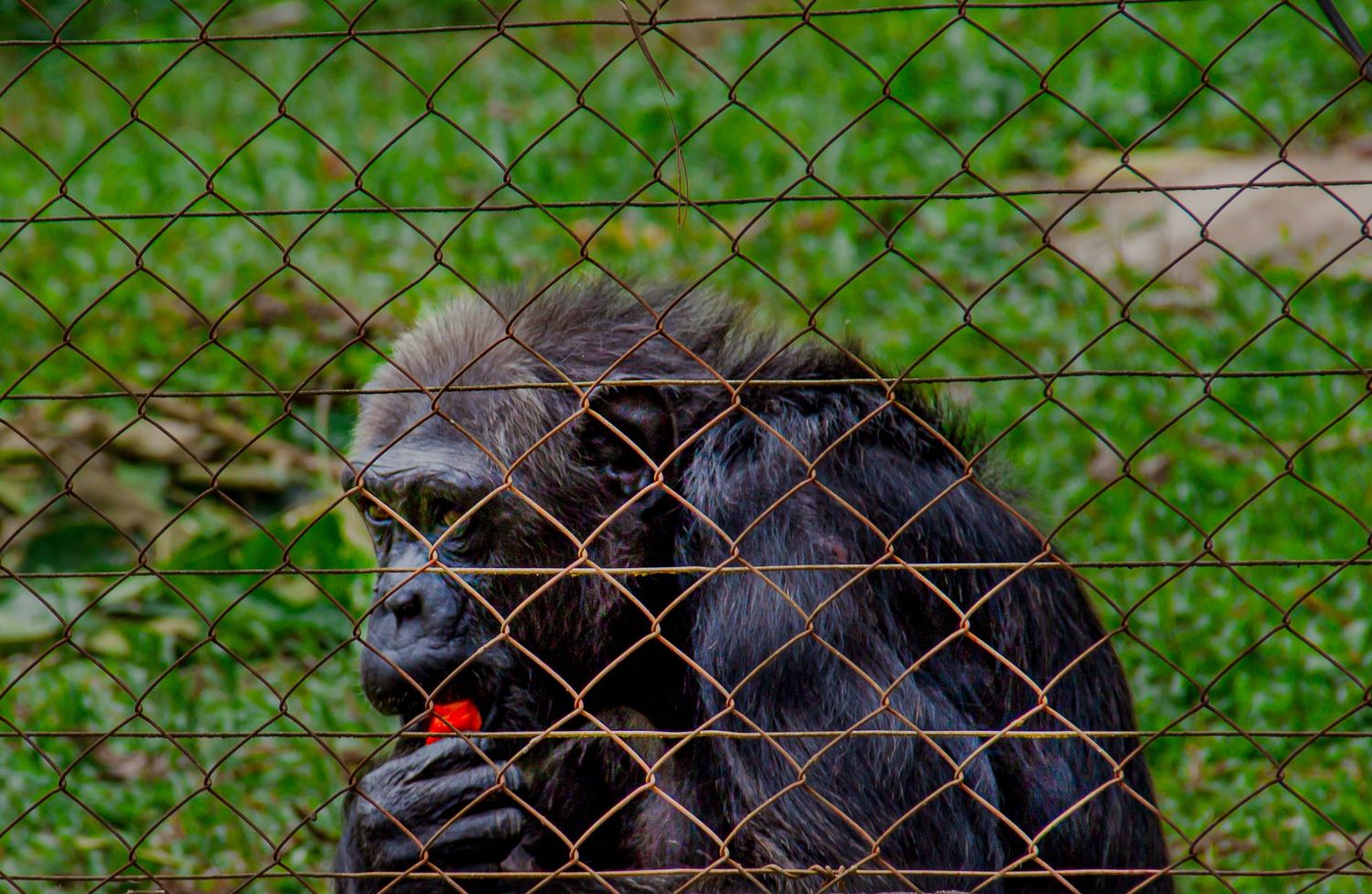 A chimpanzee behind a chain-link fence holding a red fruit in a wildlife sanctuary.