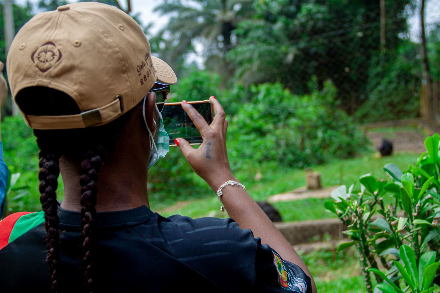 Person wearing cap and face mask photographing gorillas in a lush green African forest sanctuary.