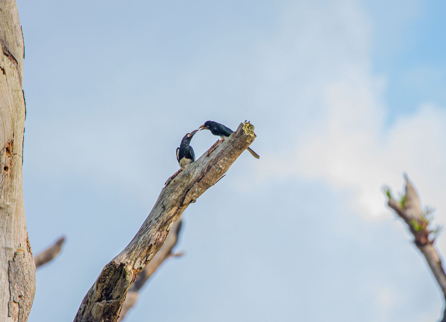 Two black cormorants perched on a dead tree branch against a blue sky.
