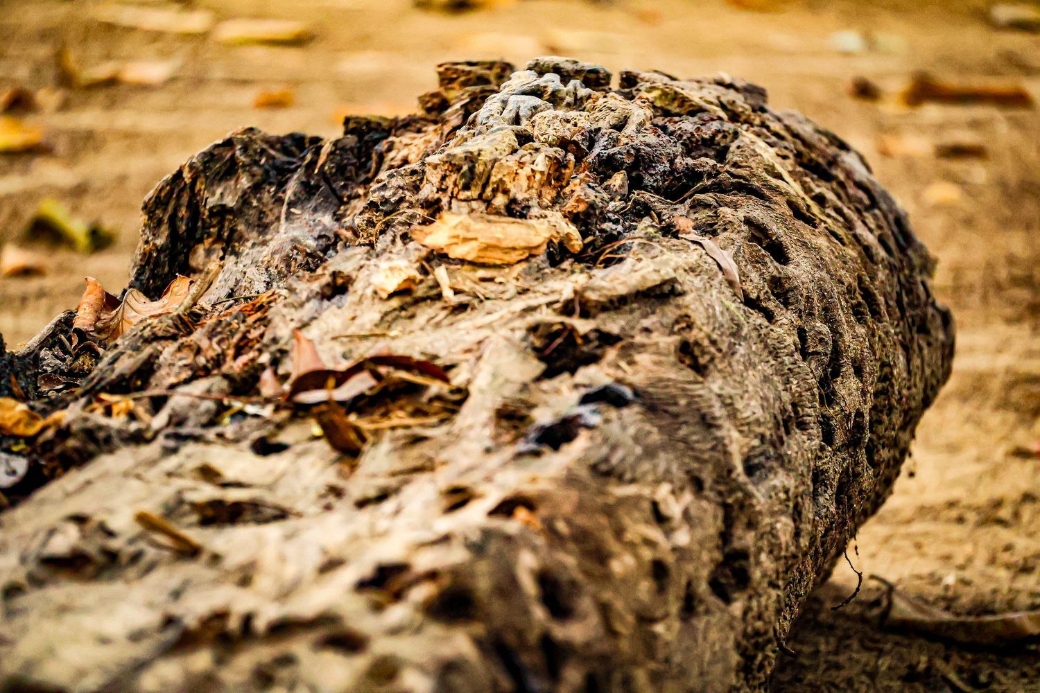 Close-up of a weathered rotting tree log with textured bark surrounded by dry leaves.