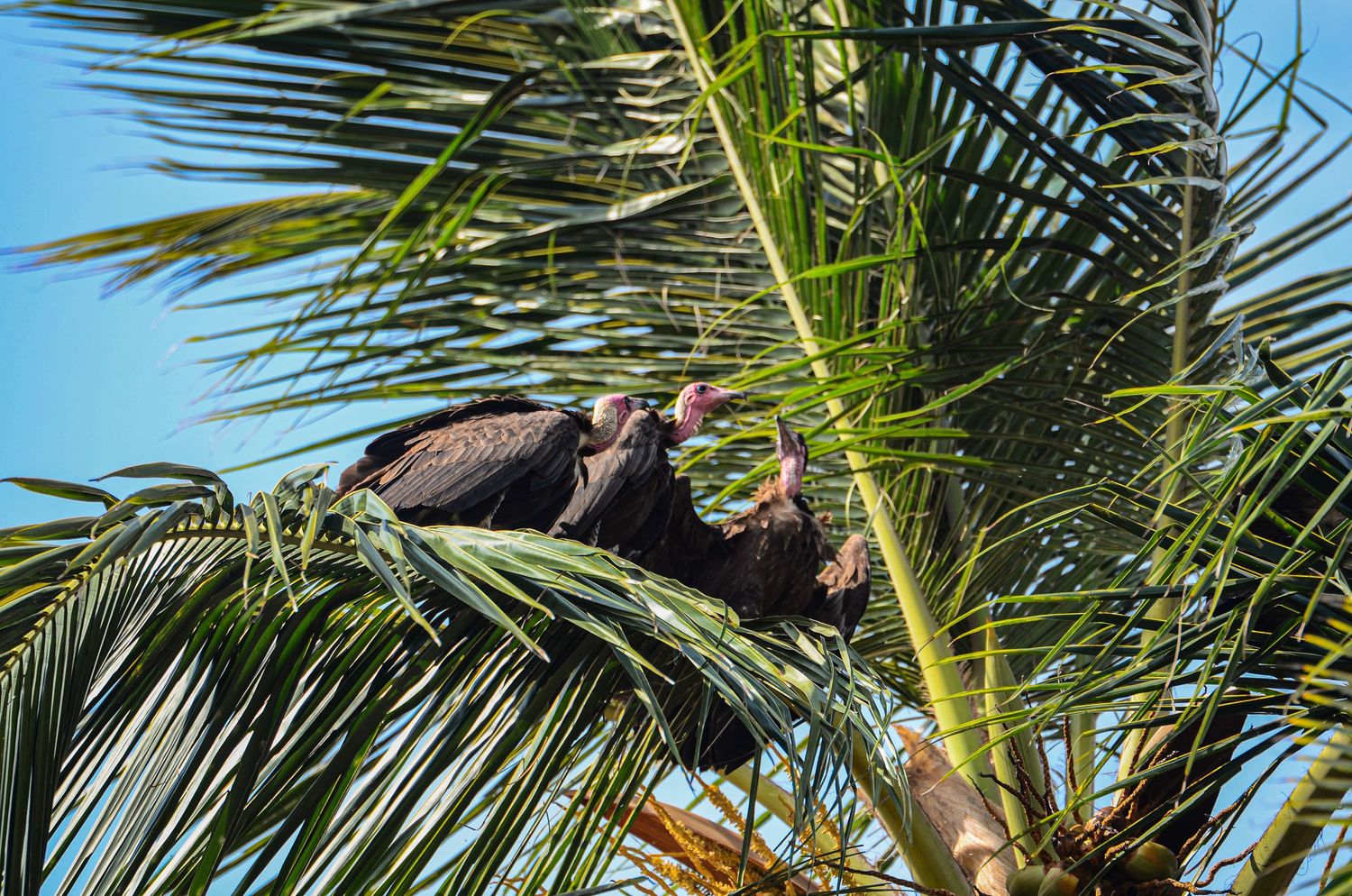 Two dark vultures with red faces perched among green palm tree fronds against blue sky.