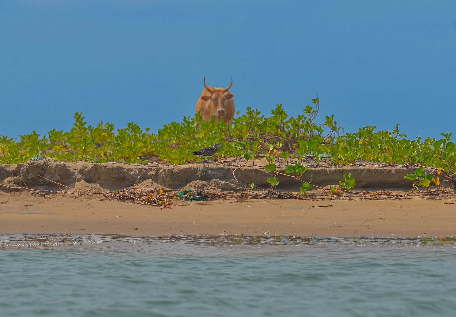 A large owl peering over a sandy ridge covered with green shrubs near a calm shoreline.