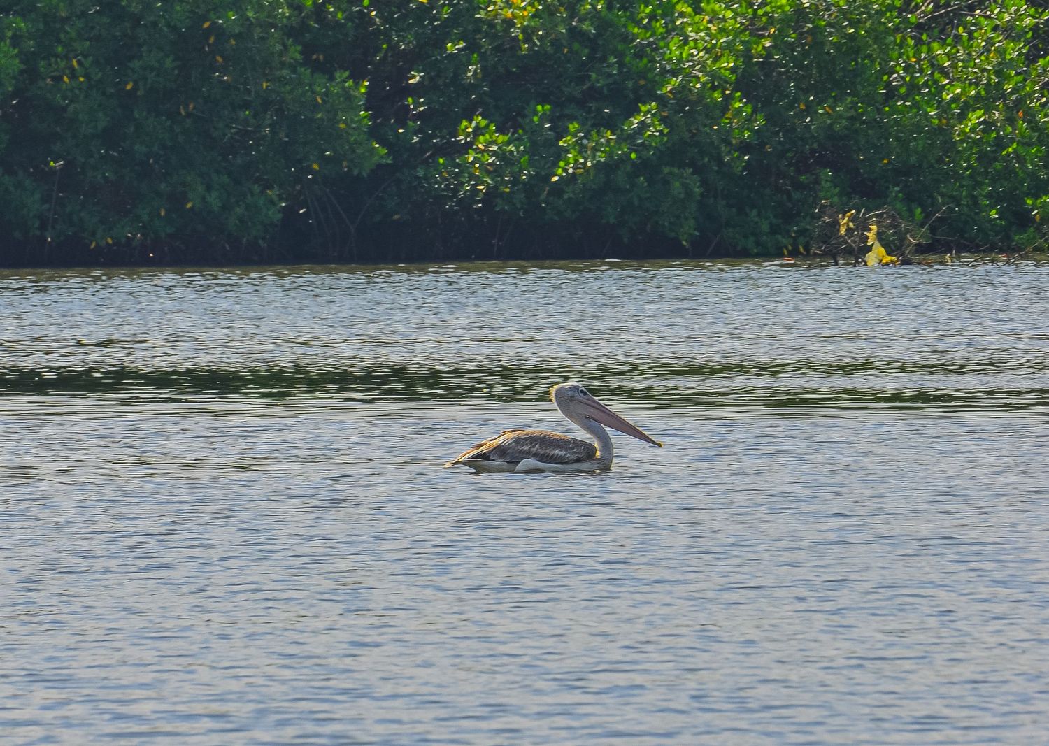 A single pelican floating on calm blue water with green mangrove trees in the background.