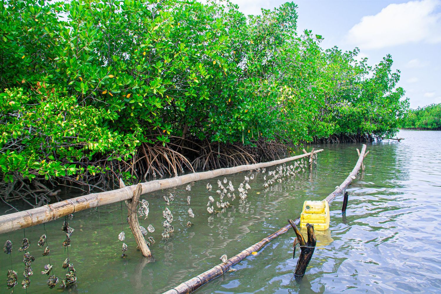 A mangrove oyster farm with bamboo poles and hanging oysters along a lush green mangrove waterway.
