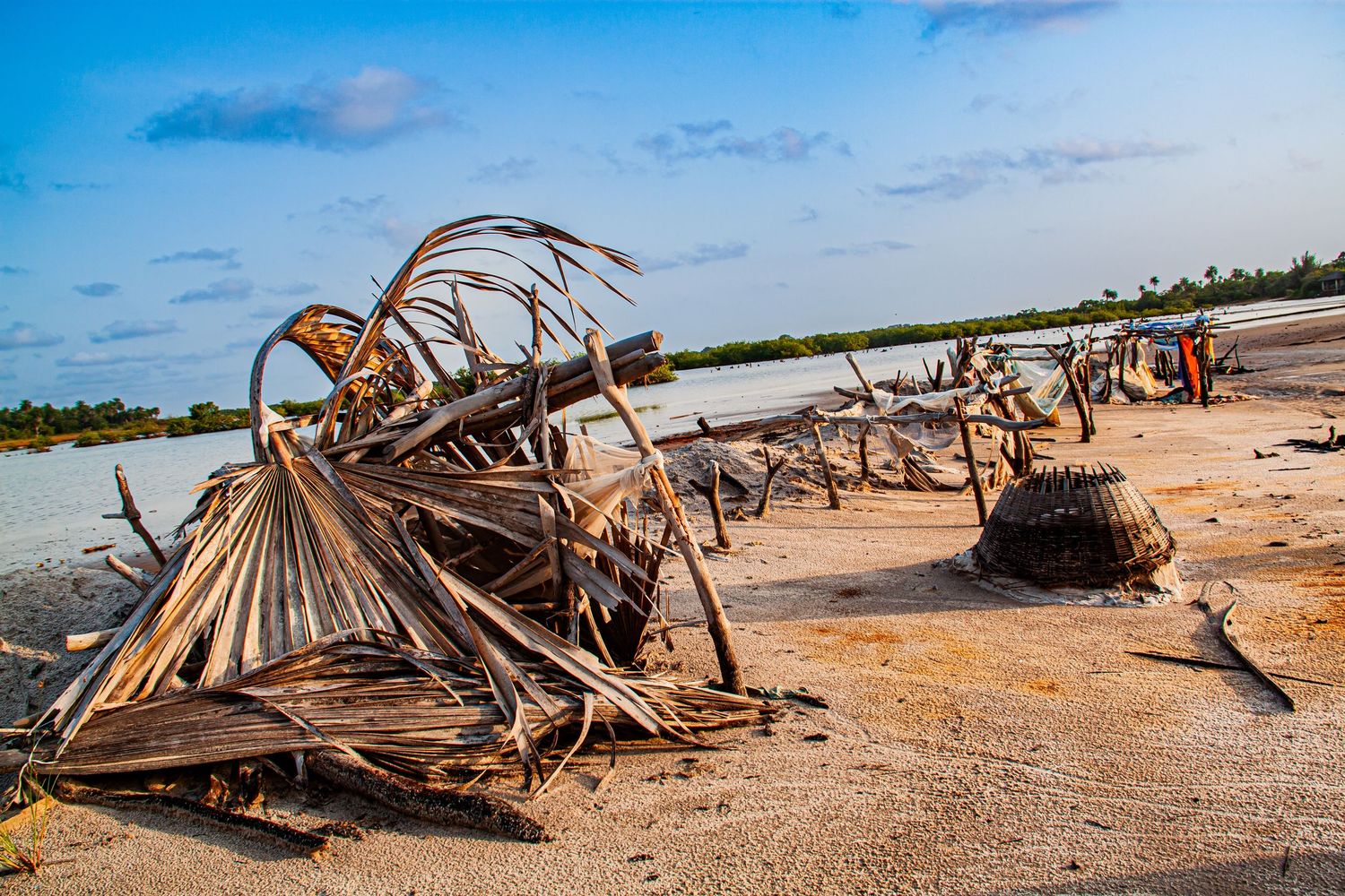 Weathered dried palm fronds scattered on a sandy beach under a blue sky.
