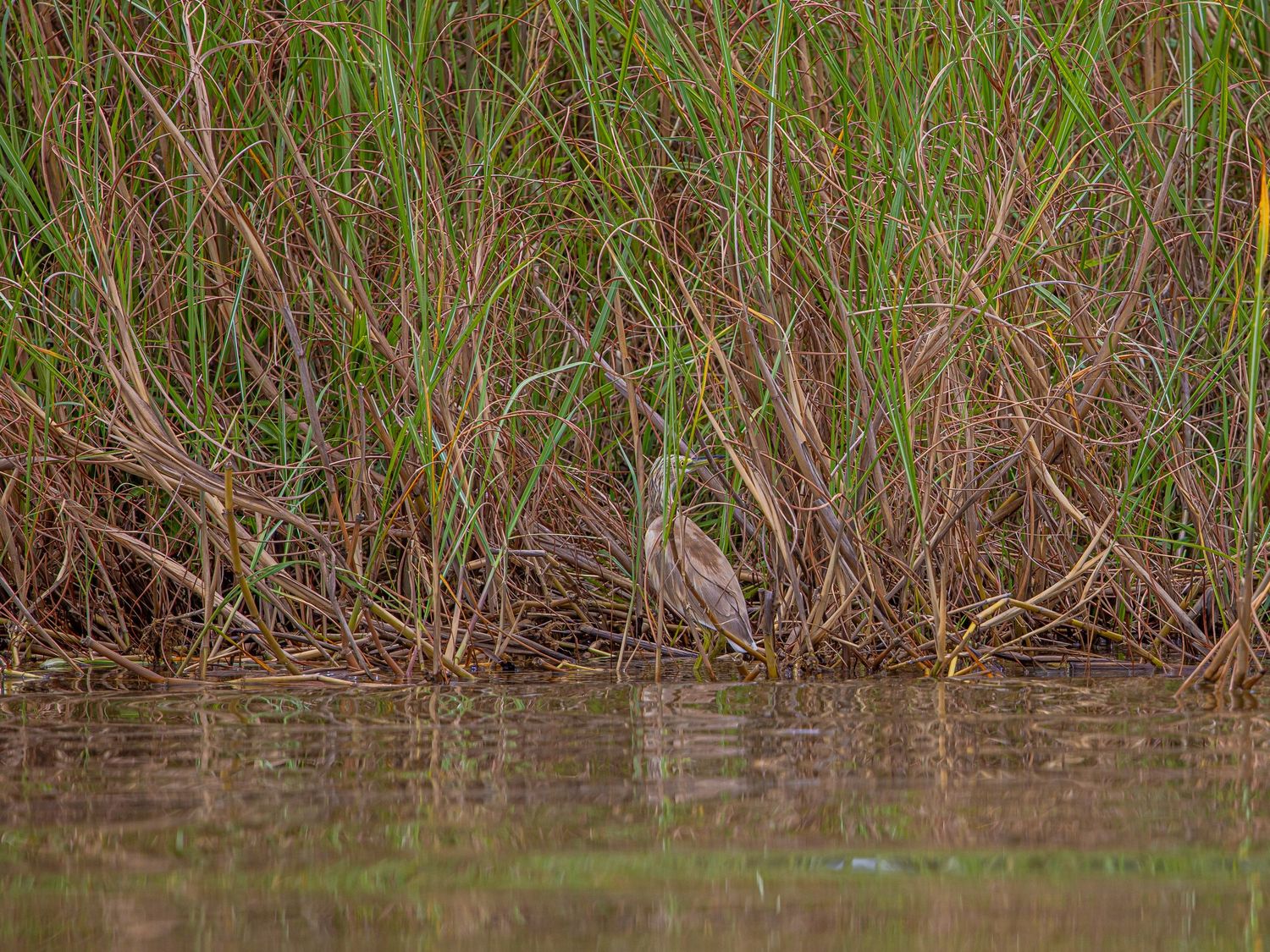 A camouflaged heron standing motionless among tall brown reeds at the waters edge.