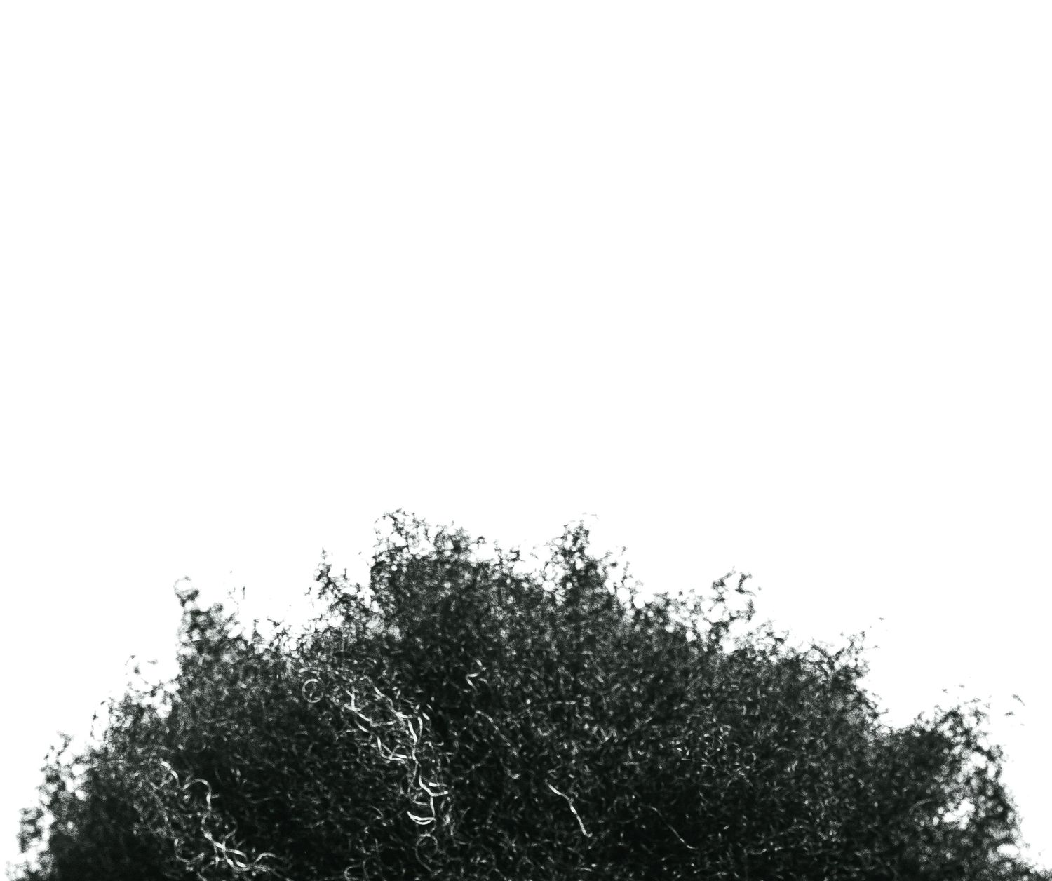 Dense dark green tree canopy against a white sky background.