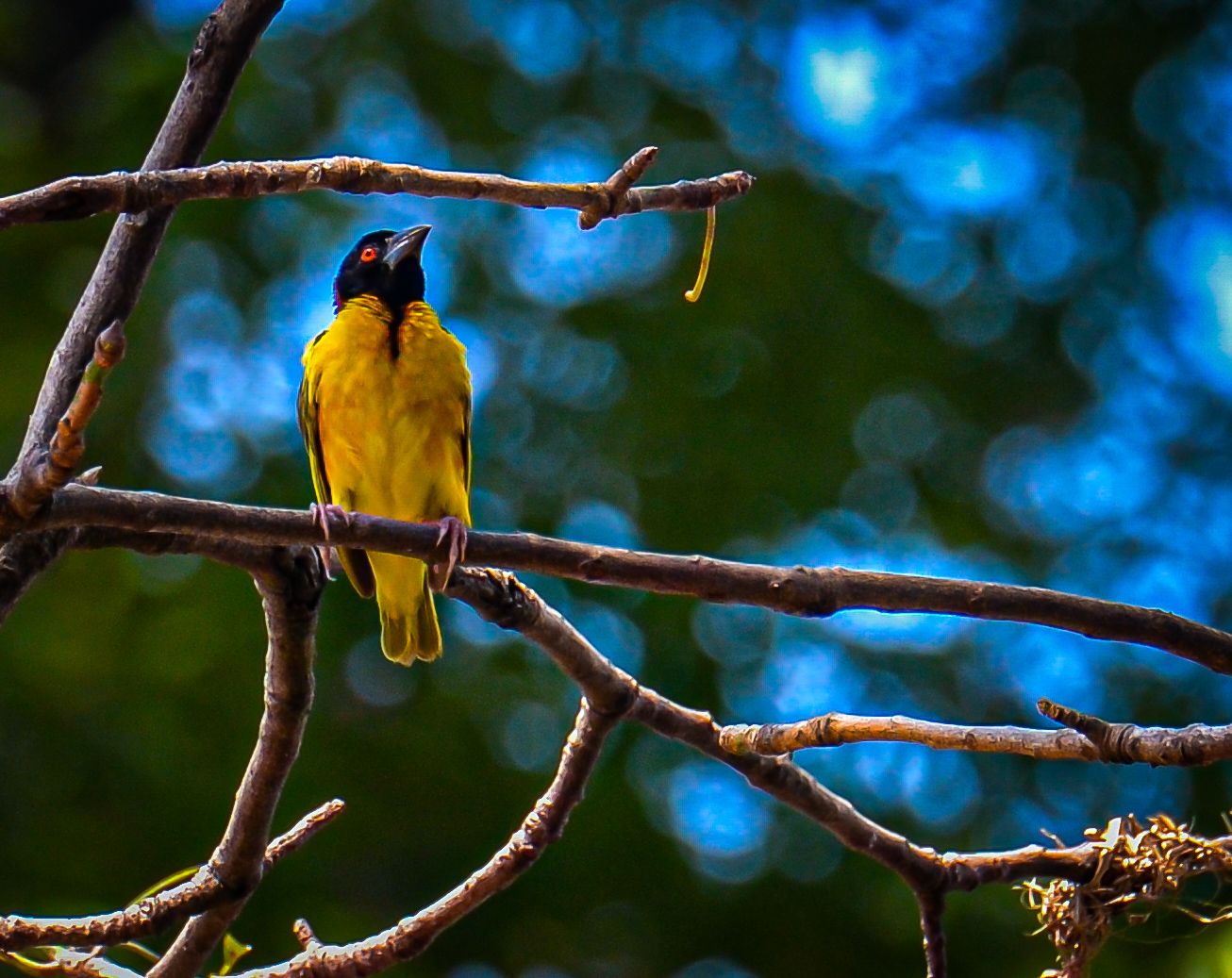 A vibrant yellow and black weaver bird perched on a bare branch against a blurred blue bokeh background.