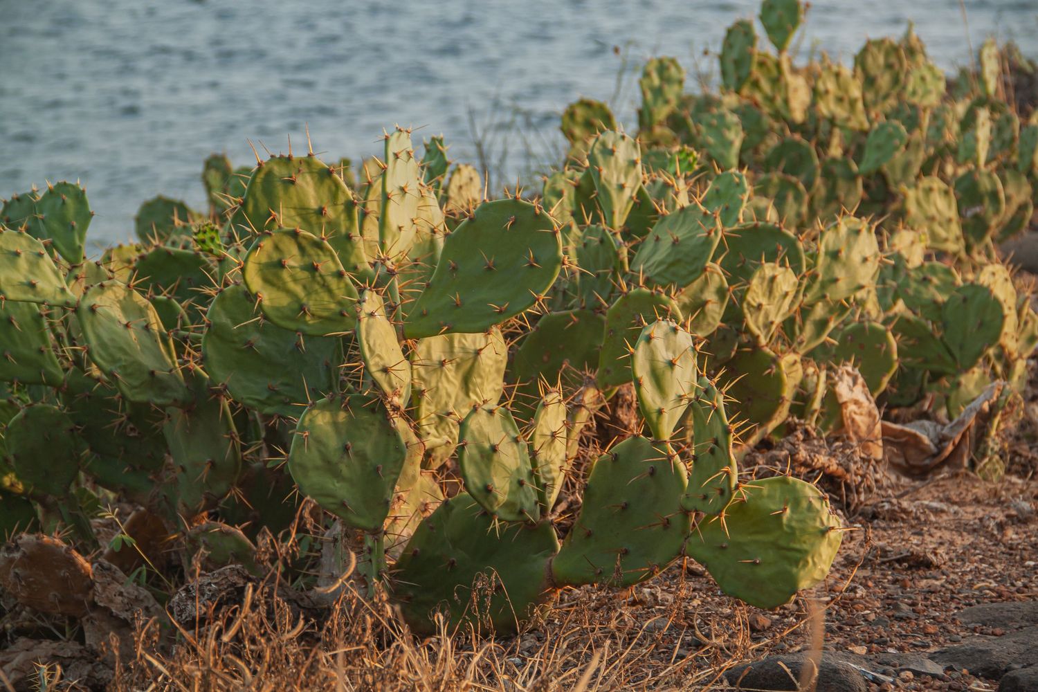 Close-up of vibrant green prickly pear cactus plants growing along a rocky coastal shoreline in warm golden light.