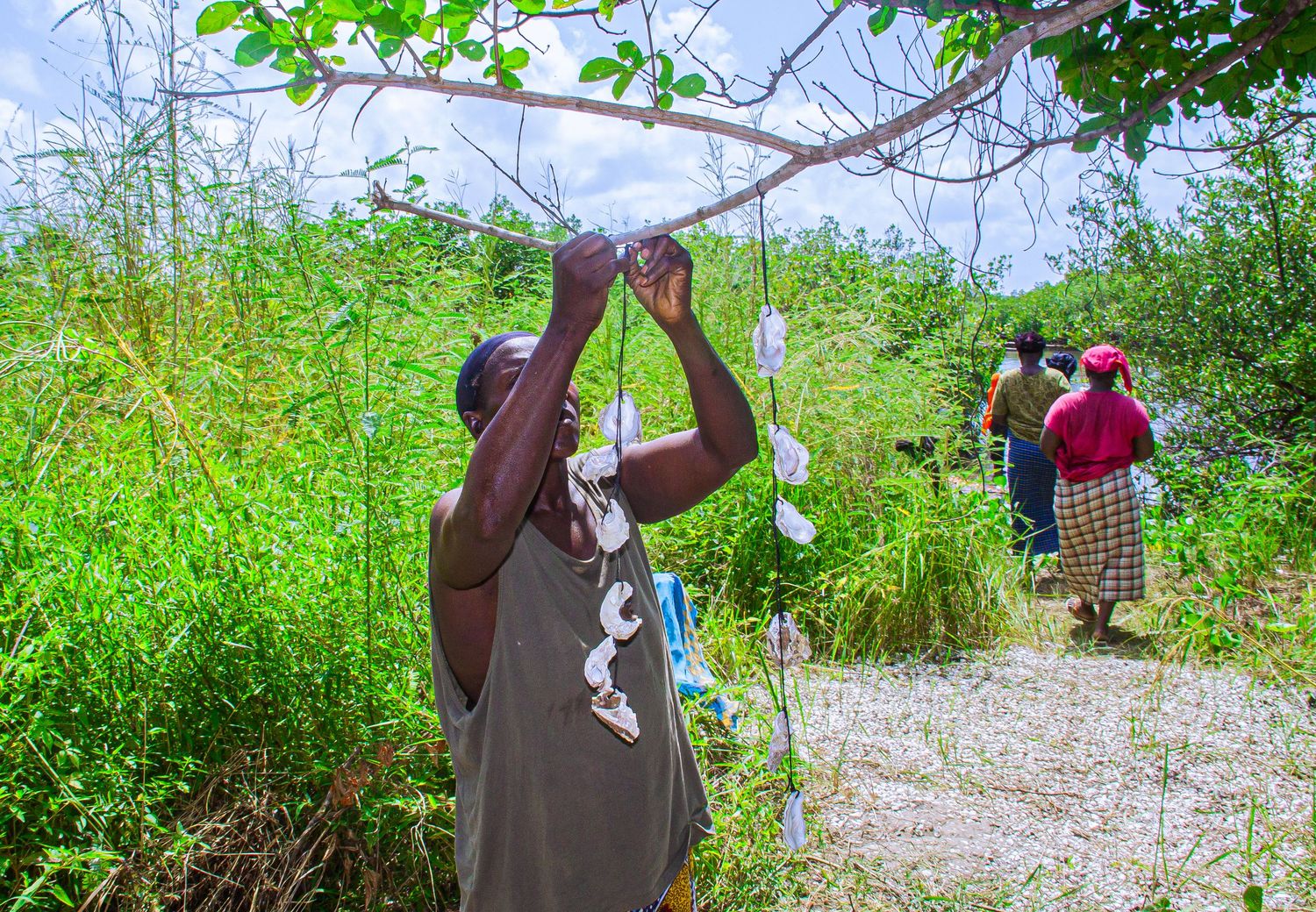 African woman hanging oyster shells on tree branches in lush green vegetation for aquaculture cultivation.
