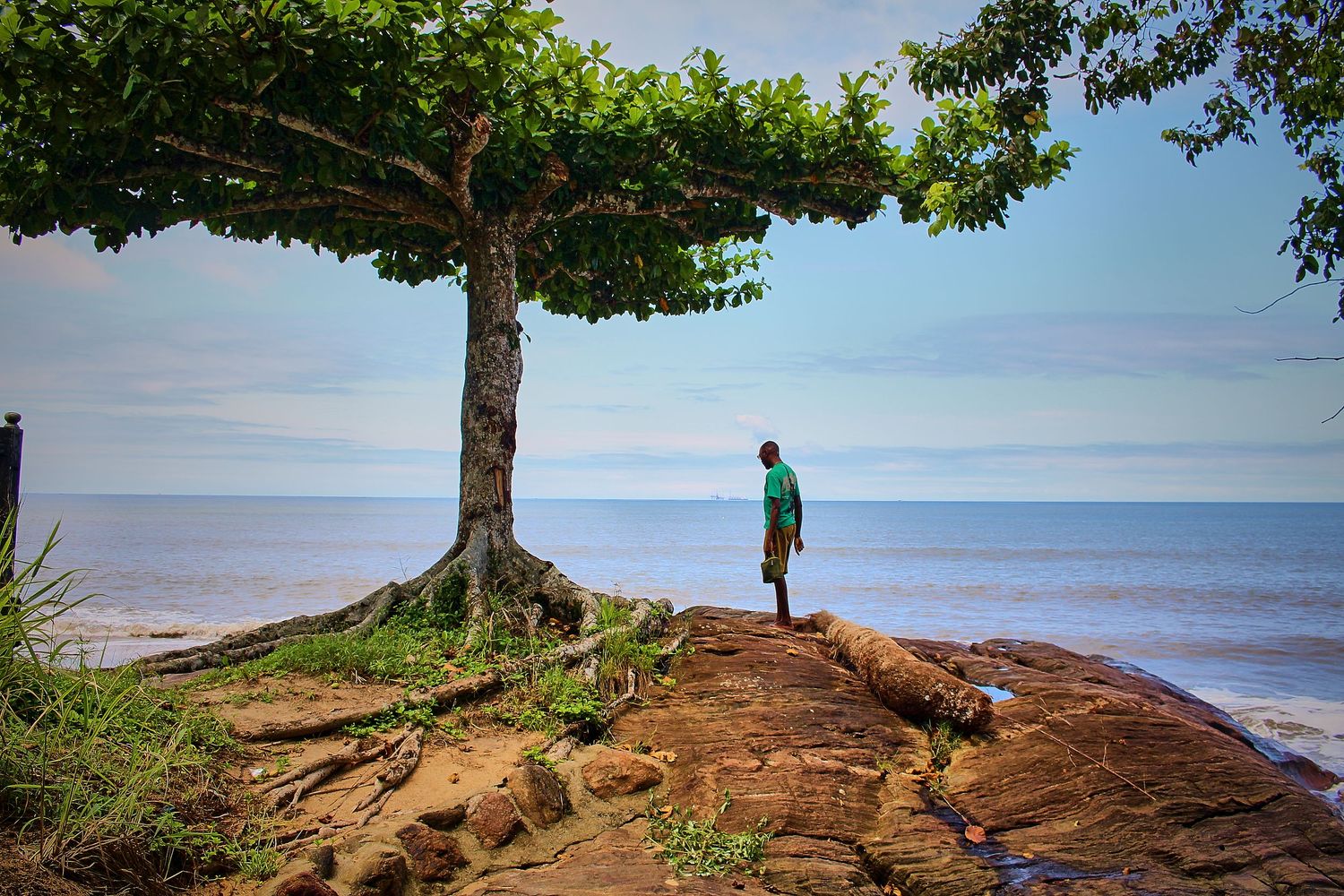 Person standing under a large tree on rocky shoreline overlooking a calm ocean.