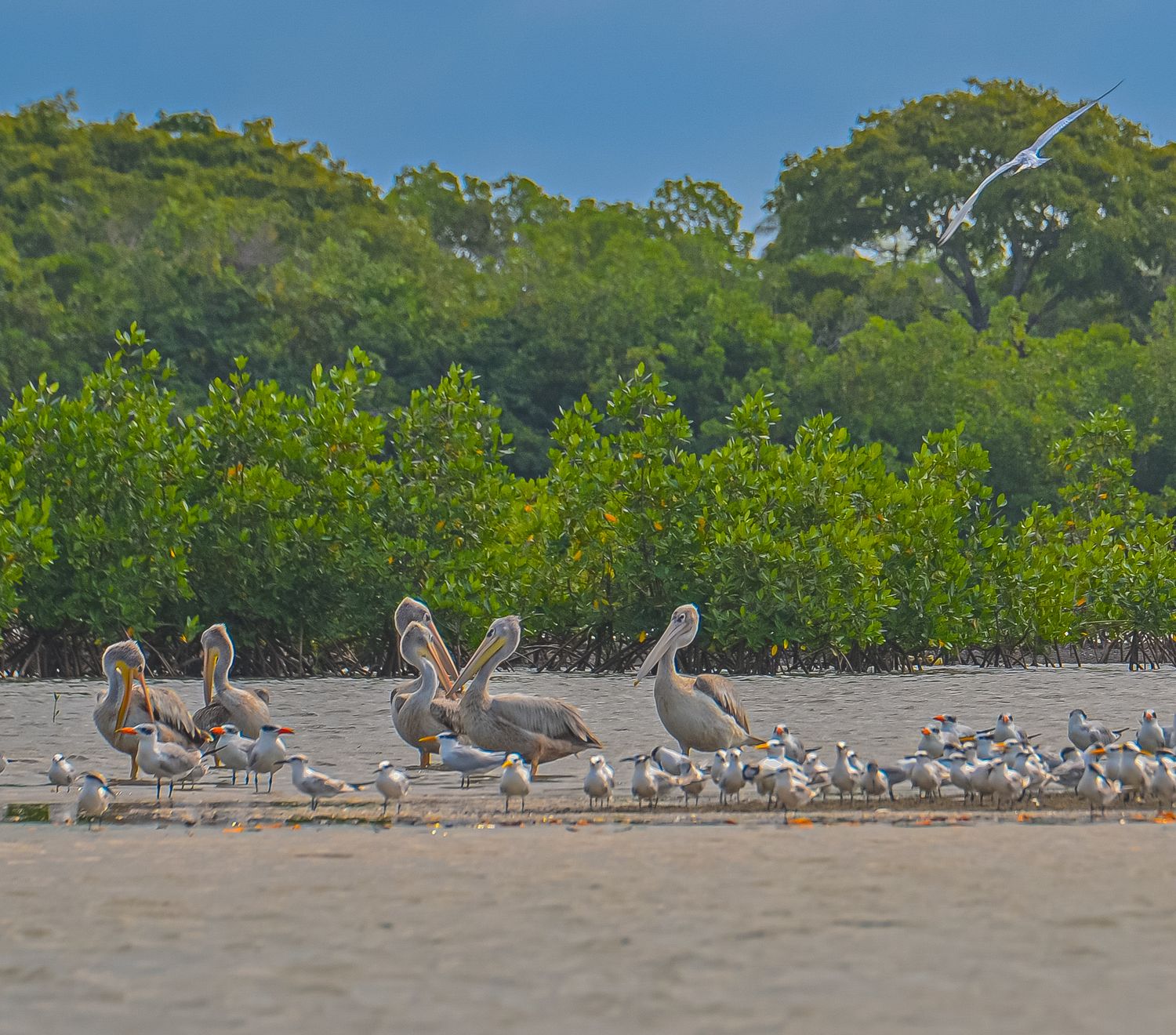 Group of pelicans and seagulls resting on a sandy shore with lush green mangroves behind.