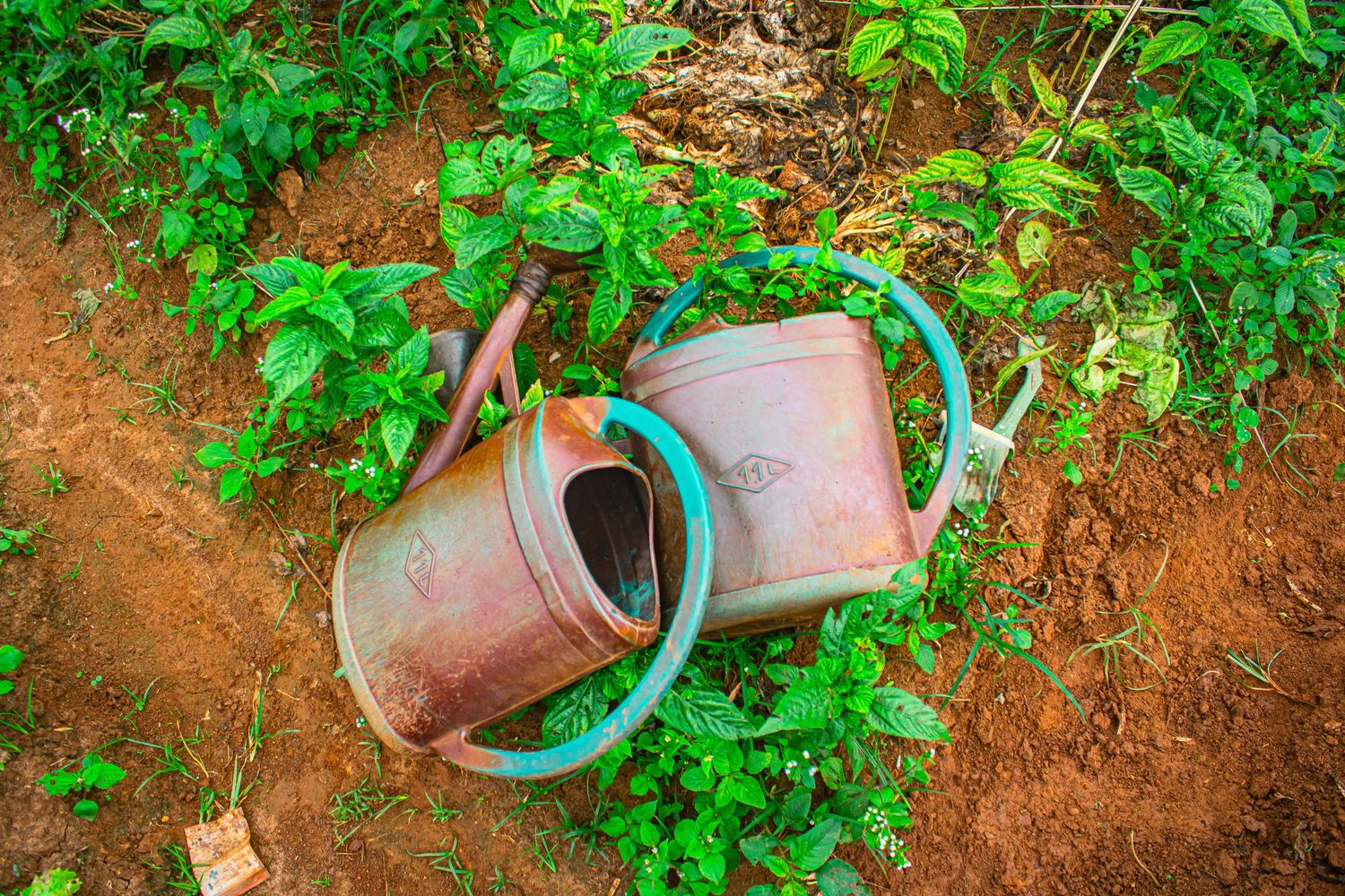 Rusty old watering can lying on red soil surrounded by green plants in a garden.