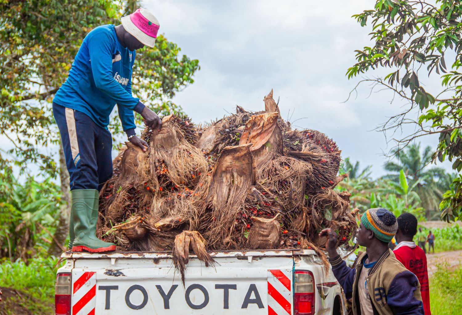 Workers loading large palm fruit bunches onto a Toyota pickup truck in a tropical setting.
