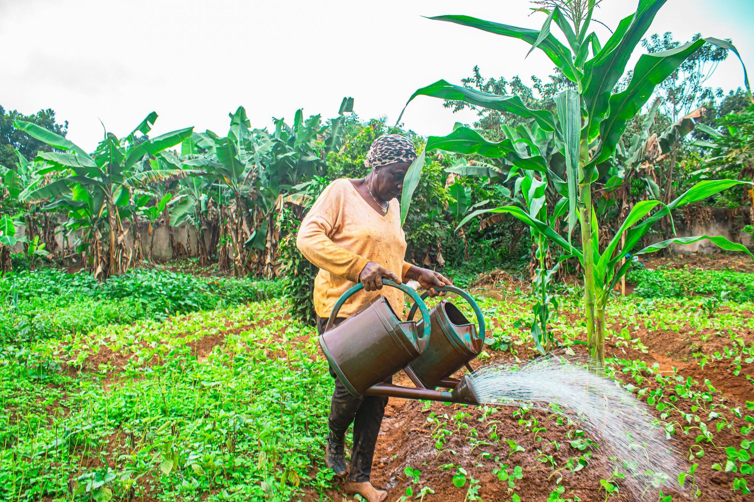 African farmer watering crops with a metal watering can in a lush green garden with banana trees in background.