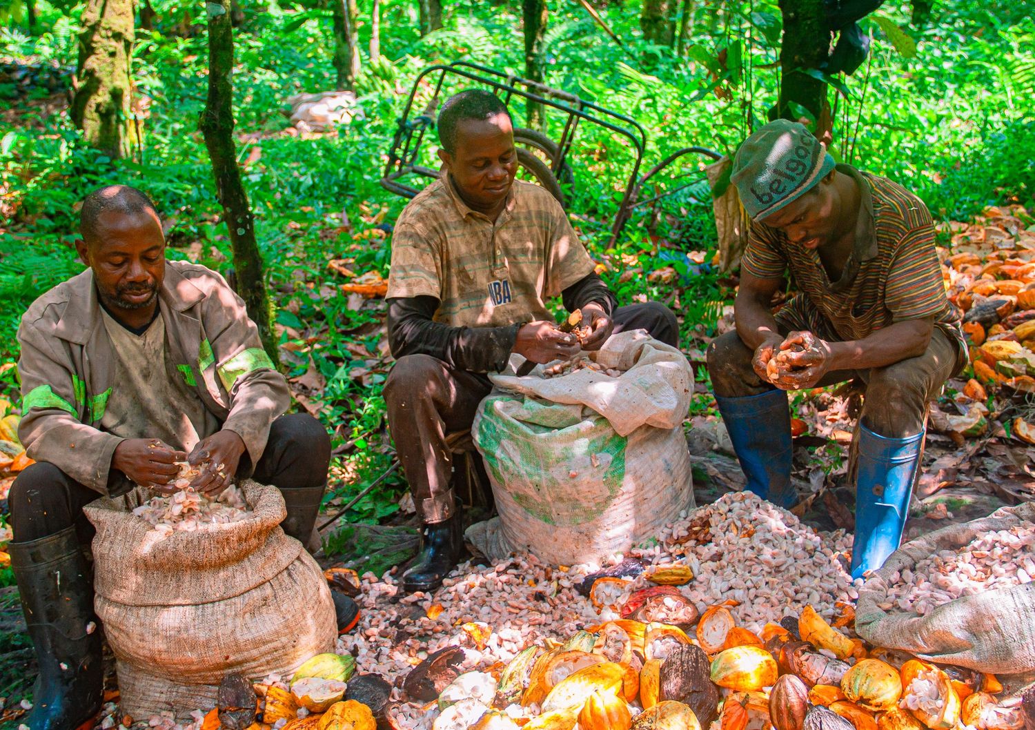 Three African men harvesting and processing cocoa pods in a lush forest setting.