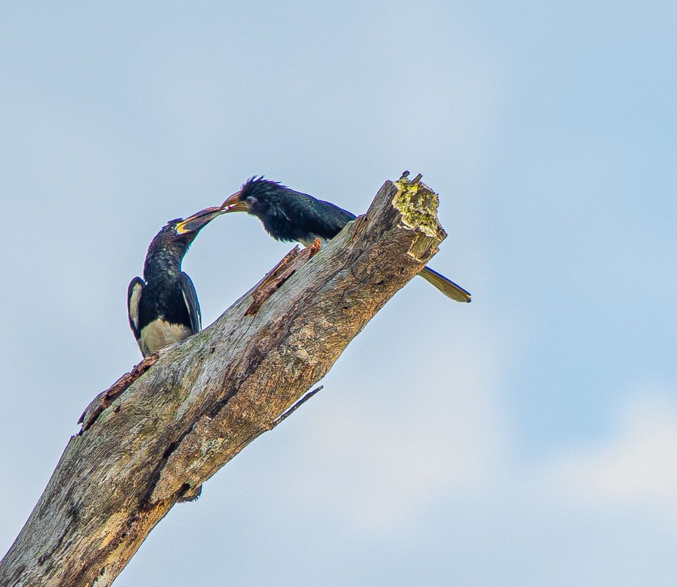 Two black cormorants interacting on a dead tree stump against a blue sky.