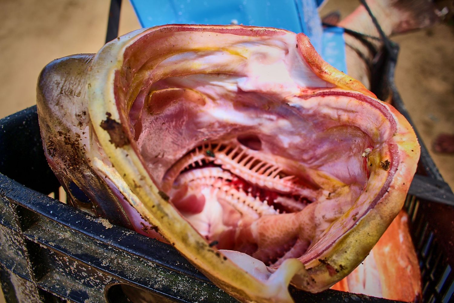 Cross-section of a large fresh tropical fish showing pink flesh and bone structure in a market crate.