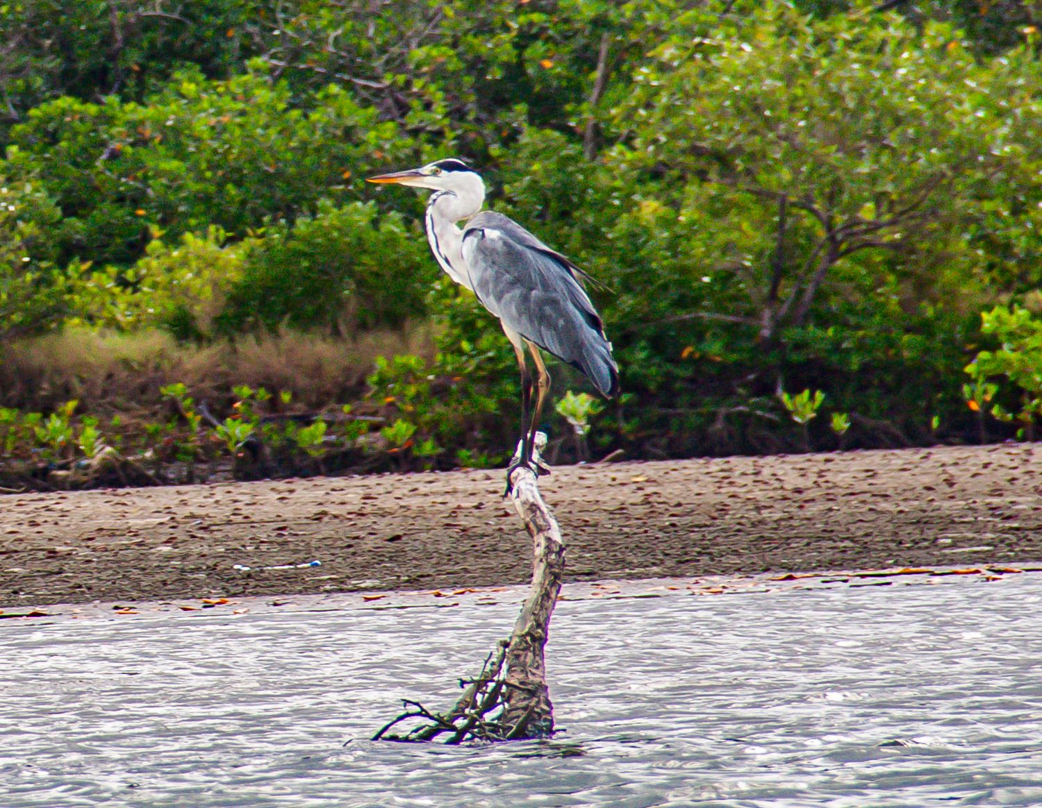 A grey heron standing tall on a weathered tree stump in shallow water near a mangrove shoreline.