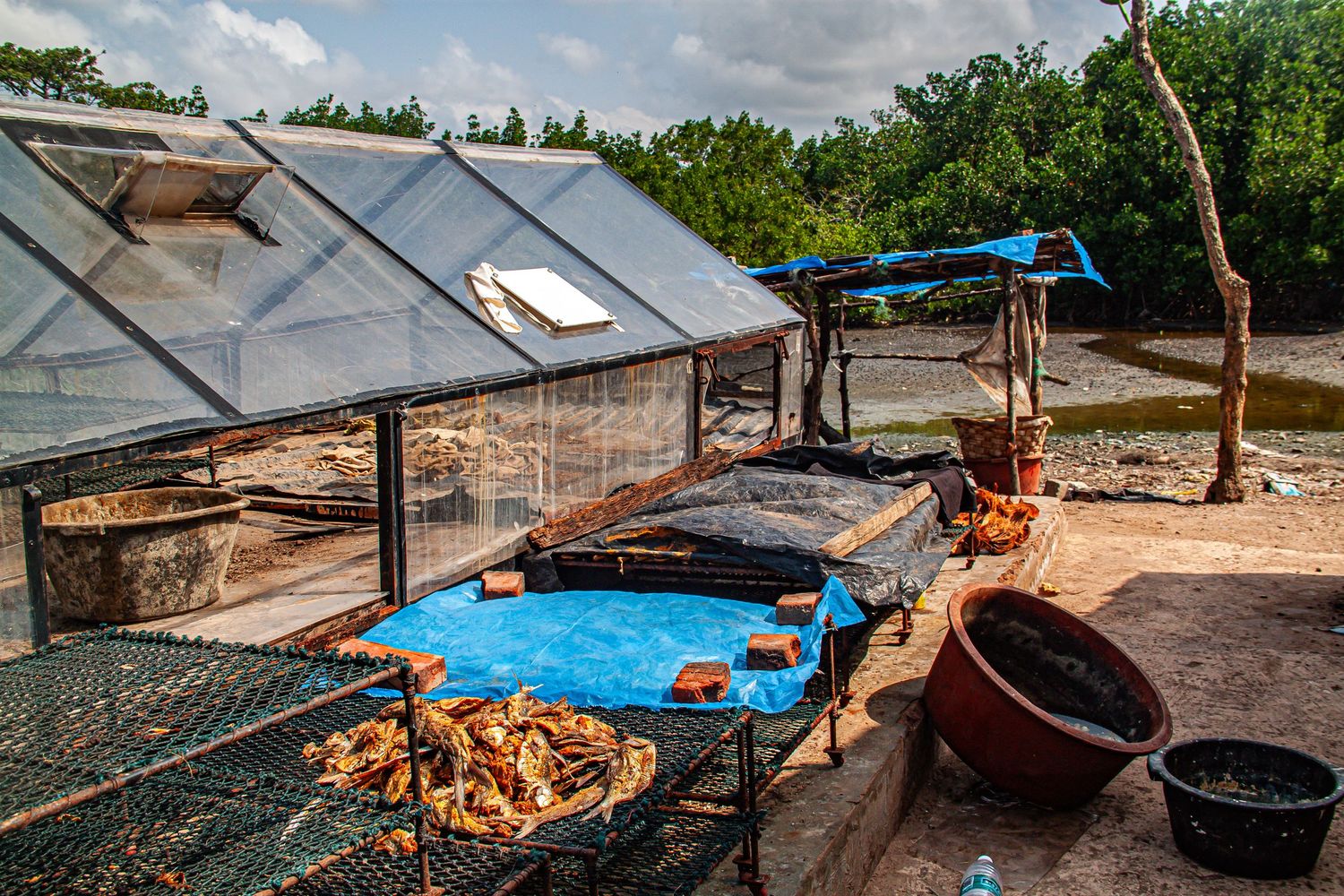 Outdoor fish drying station with a greenhouse structure and seafood laid on blue tables in a coastal setting.