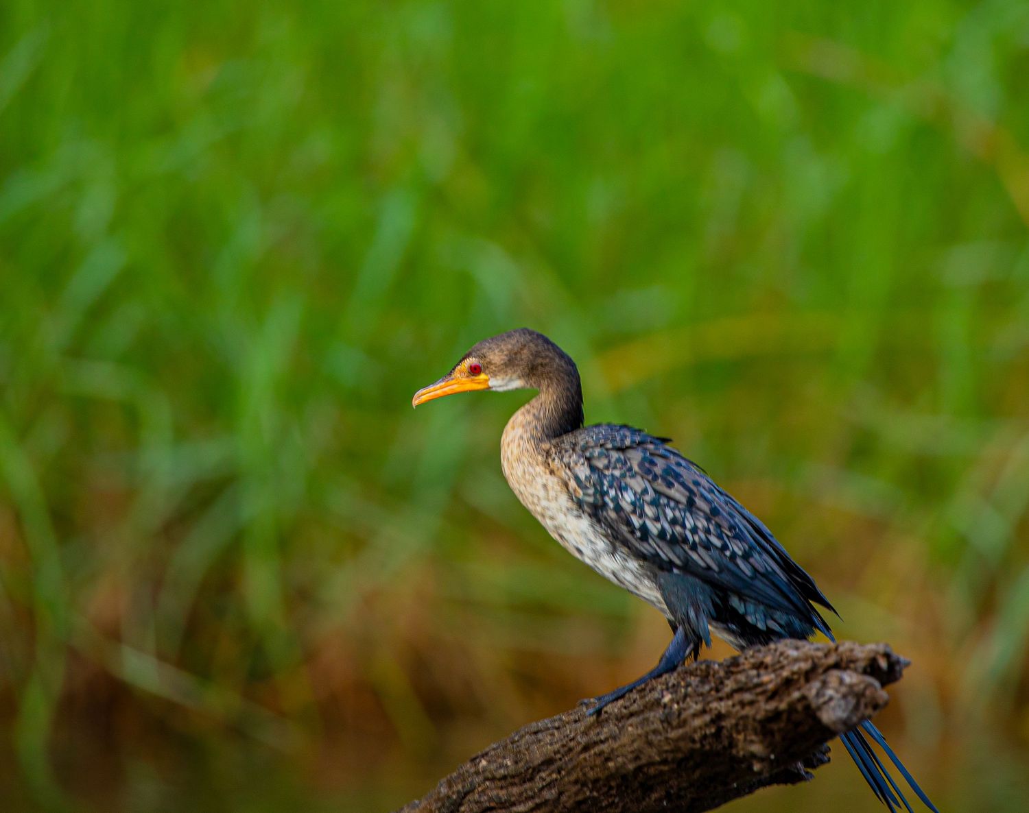 A reed cormorant with orange beak perched on a log with green grass background.