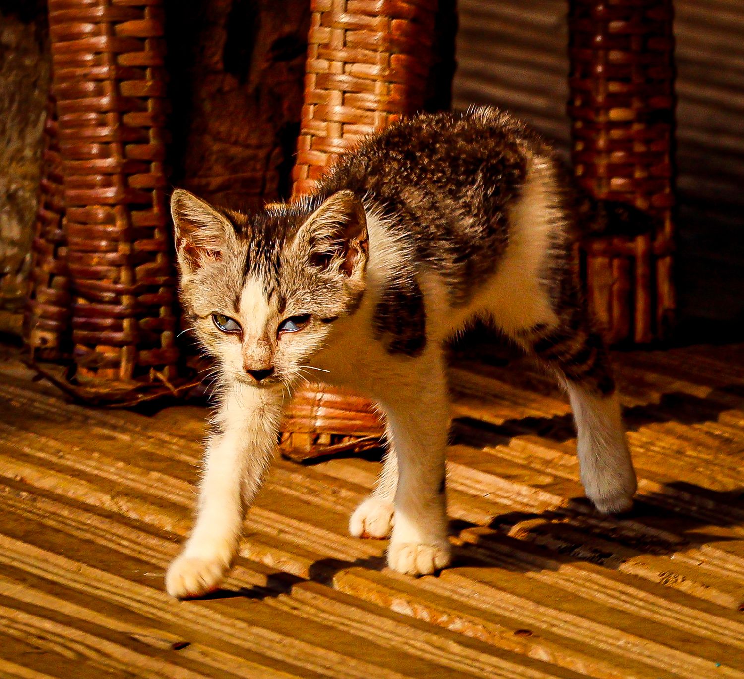 A small tabby kitten walks cautiously on a wooden floor bathed in warm golden sunlight.