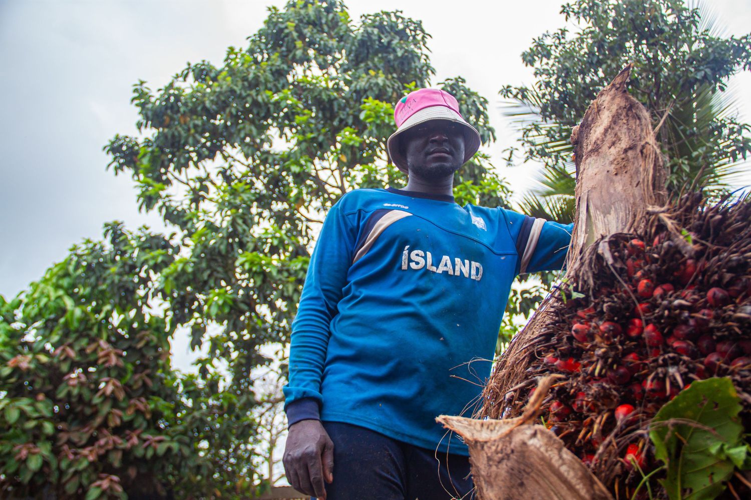 A man in a blue Island sweater and pink hat stands beside harvested red palm fruit bunches.