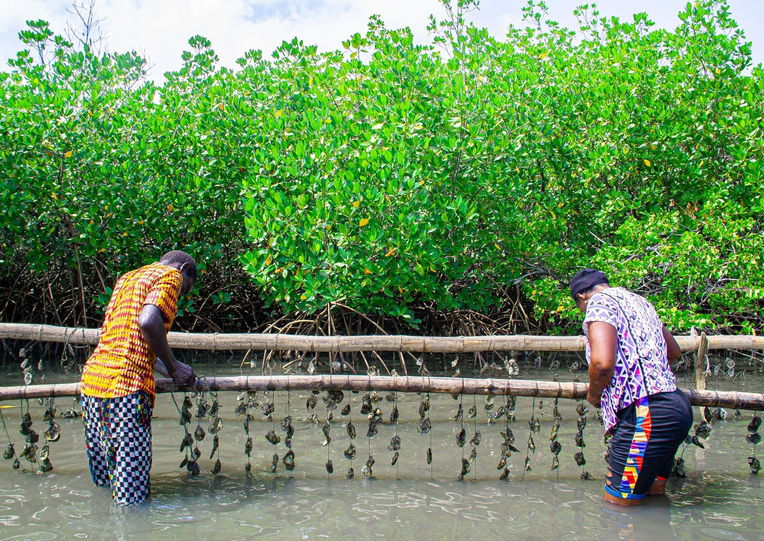 Two women harvest oysters from mangrove roots in shallow coastal waters.