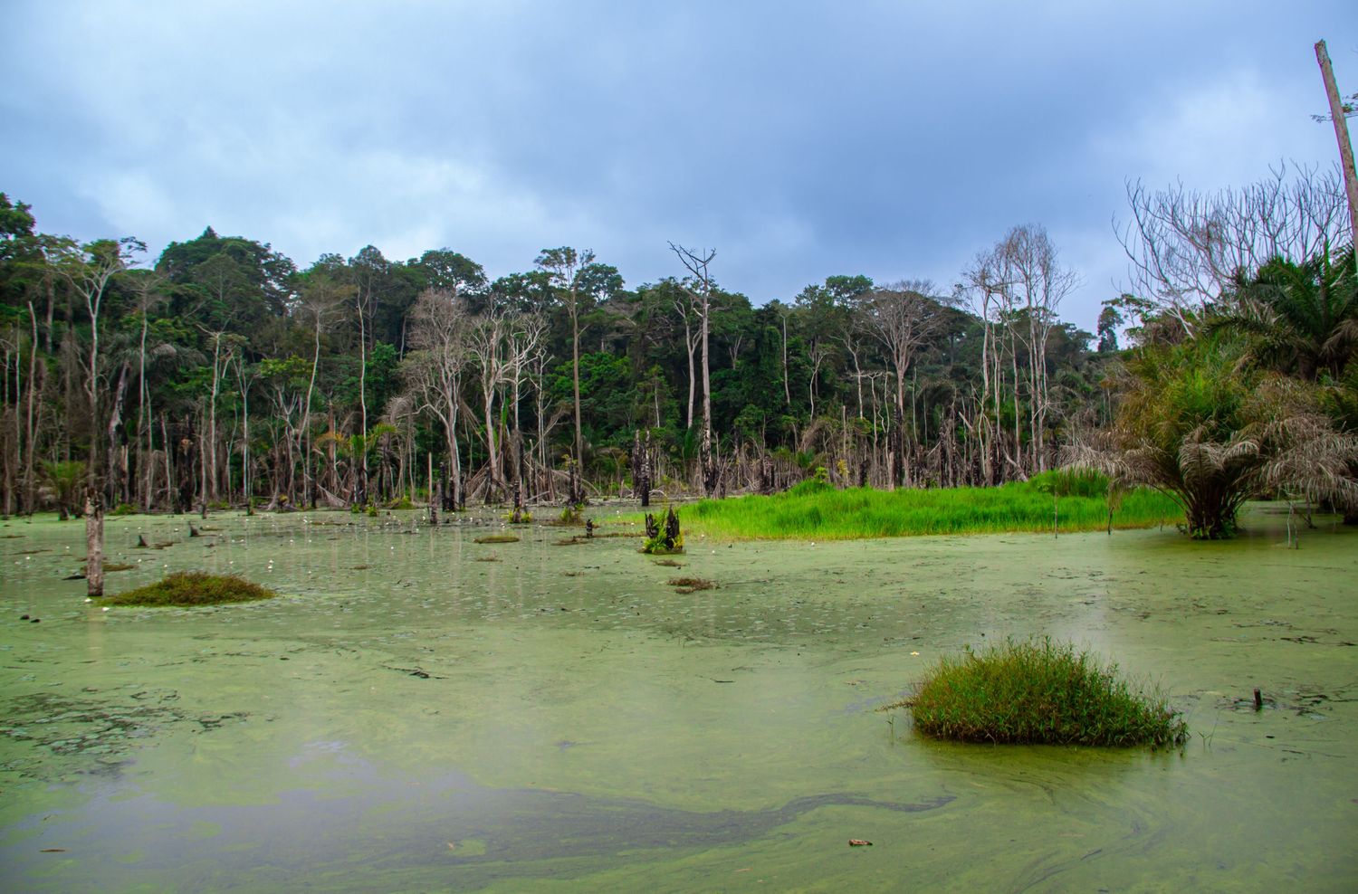 Murky green swamp with dead trees and algae-covered water in a dense tropical rainforest under cloudy sky.