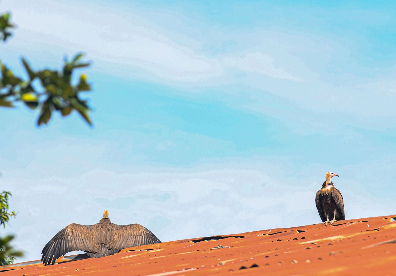 Two hooded vultures resting on a red tin roof under a bright blue sky with light clouds.