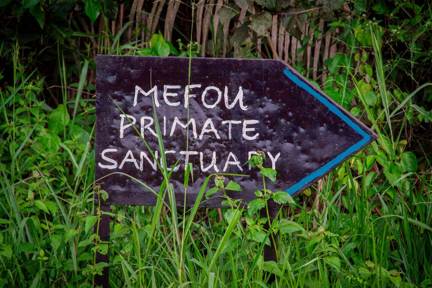 Weathered wooden directional sign pointing to Mefou Primate Sanctuary surrounded by lush green vegetation.