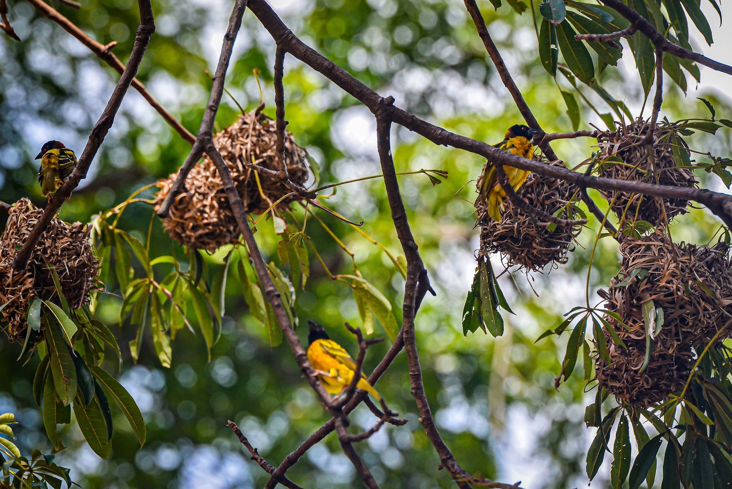 Yellow weaver birds tending to their intricate woven nests hanging from tree branches in a forest.