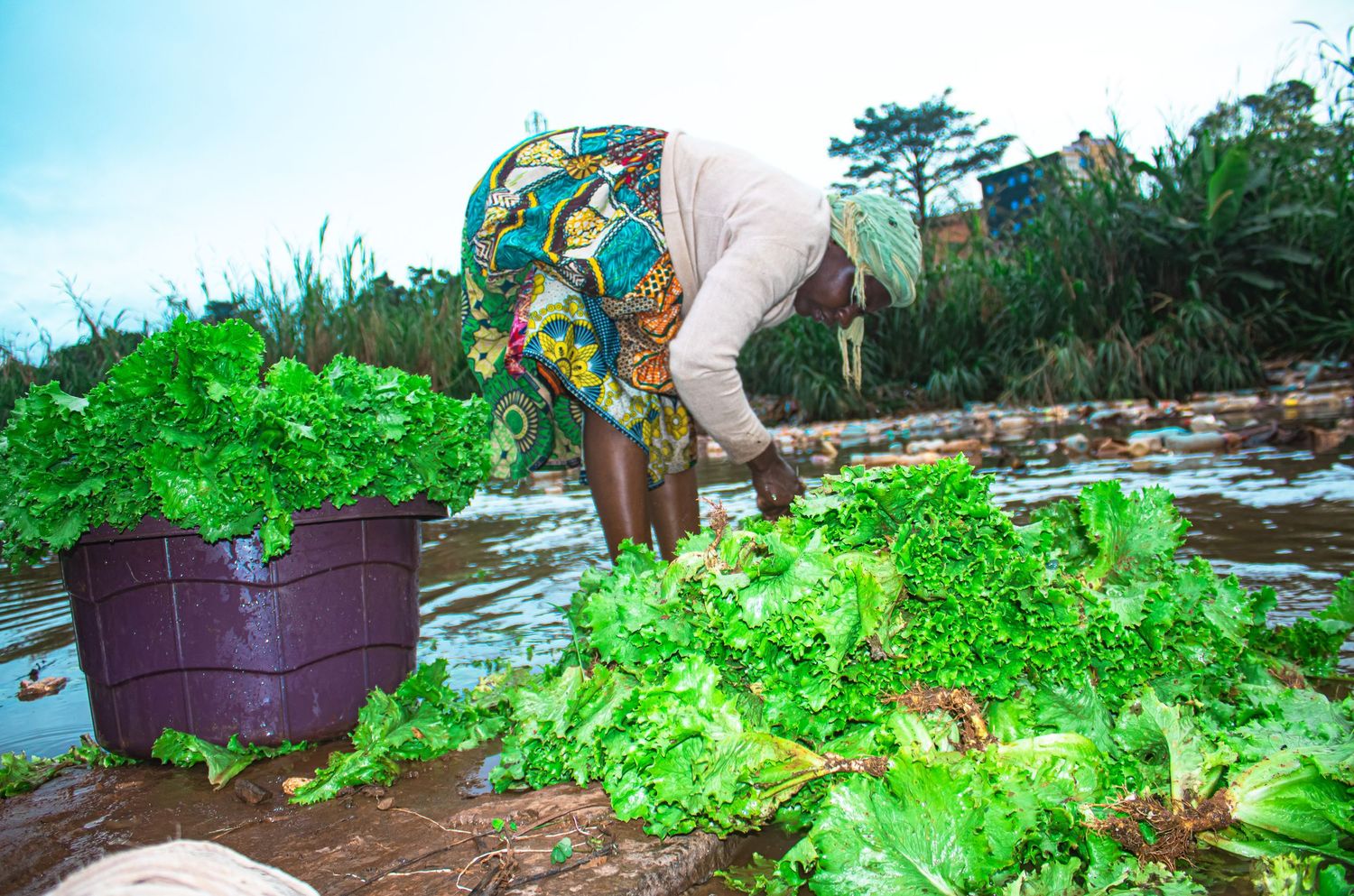African woman washing fresh green lettuce leaves in water at an outdoor market in Cameroon.