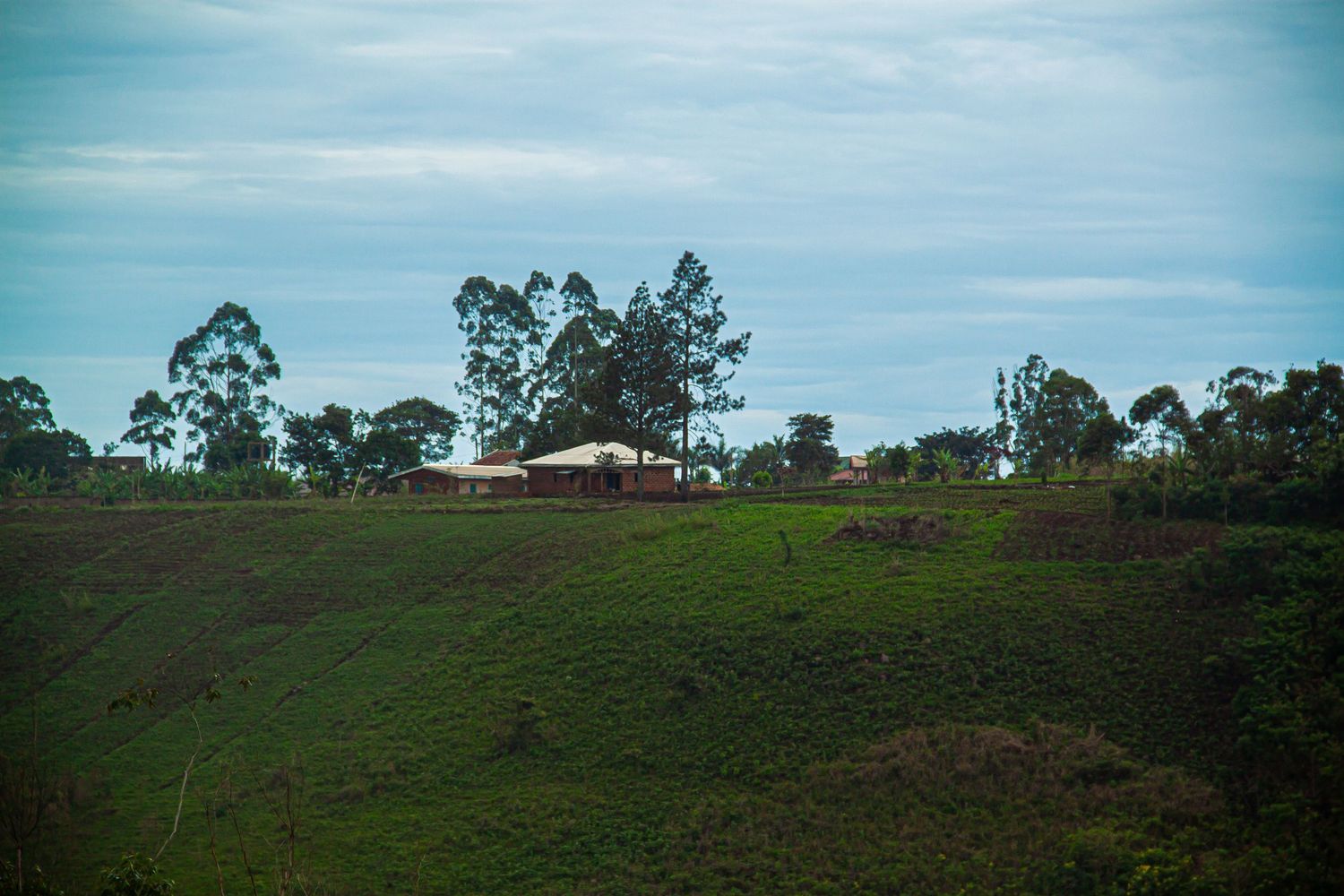 Isolated farmhouse surrounded by eucalyptus trees on a rolling green hillside under cloudy sky.